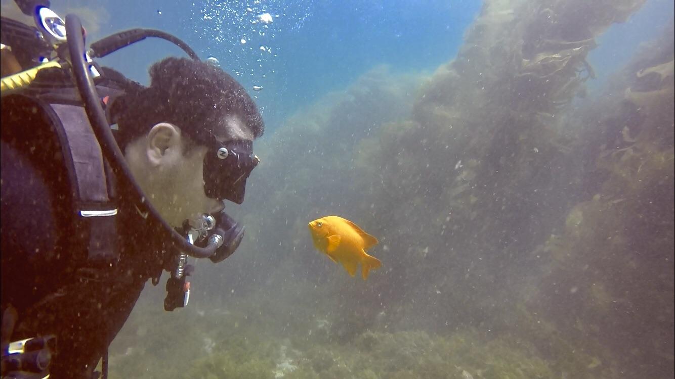 The fish at Catalina Island, California are incredibly curious...they