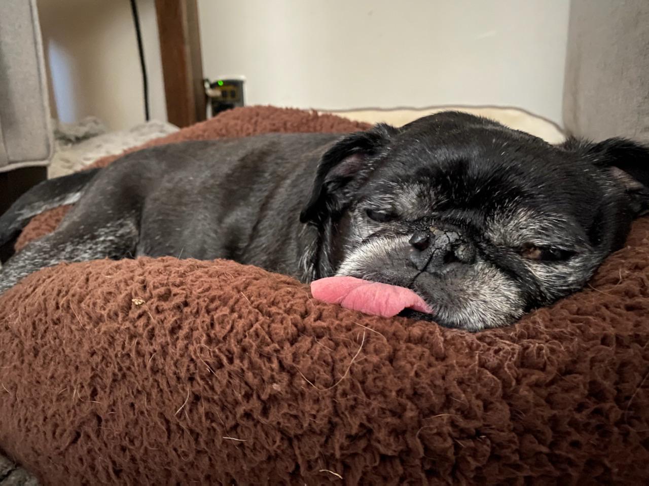 Apparently this is the best dog bed I have ever bought him. r/dogpictures