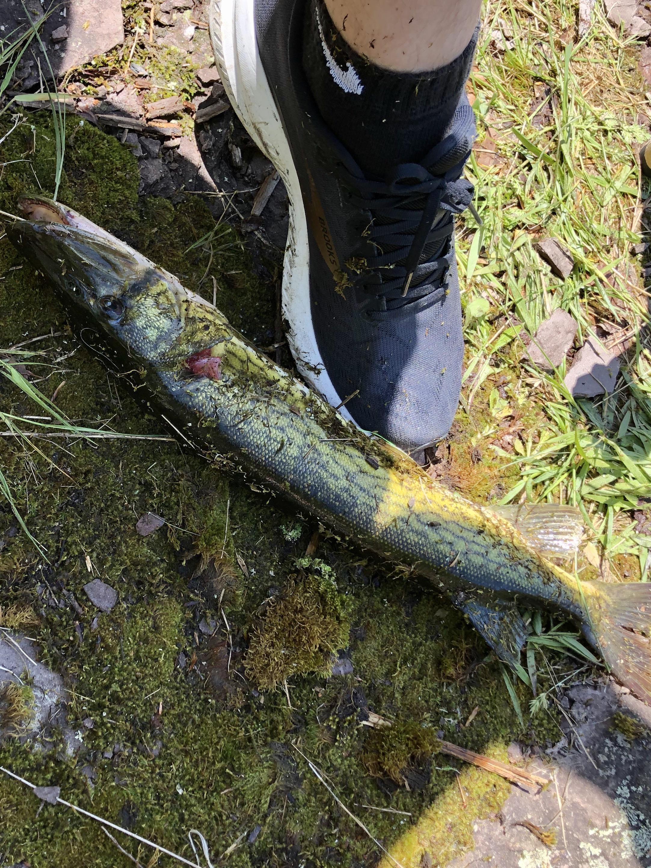 This fish was caught in freshwater in NE Pennsylvania this weekend. My family has been here
