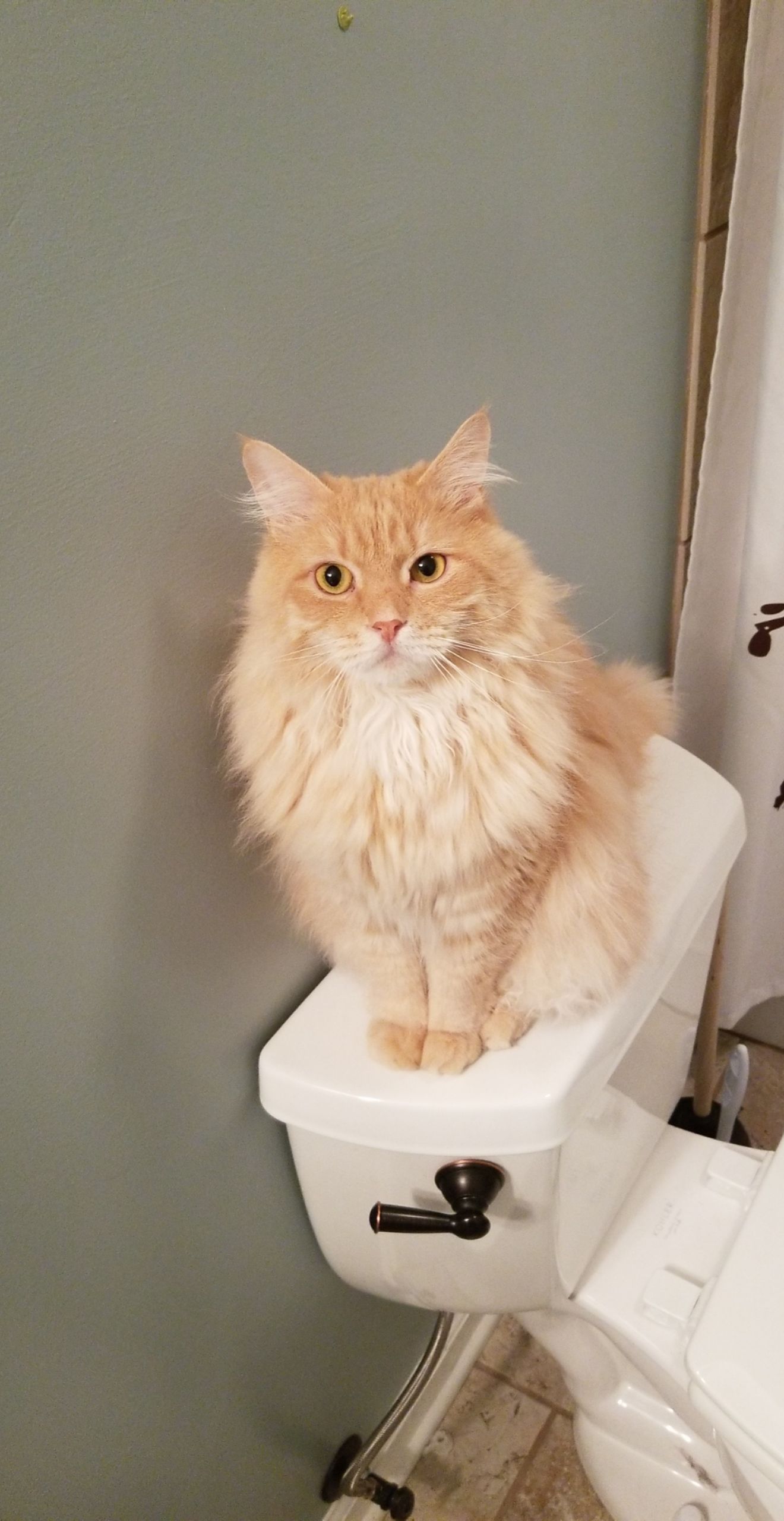 My little kitty guardian. Ever since he figured out that I'm pregnant