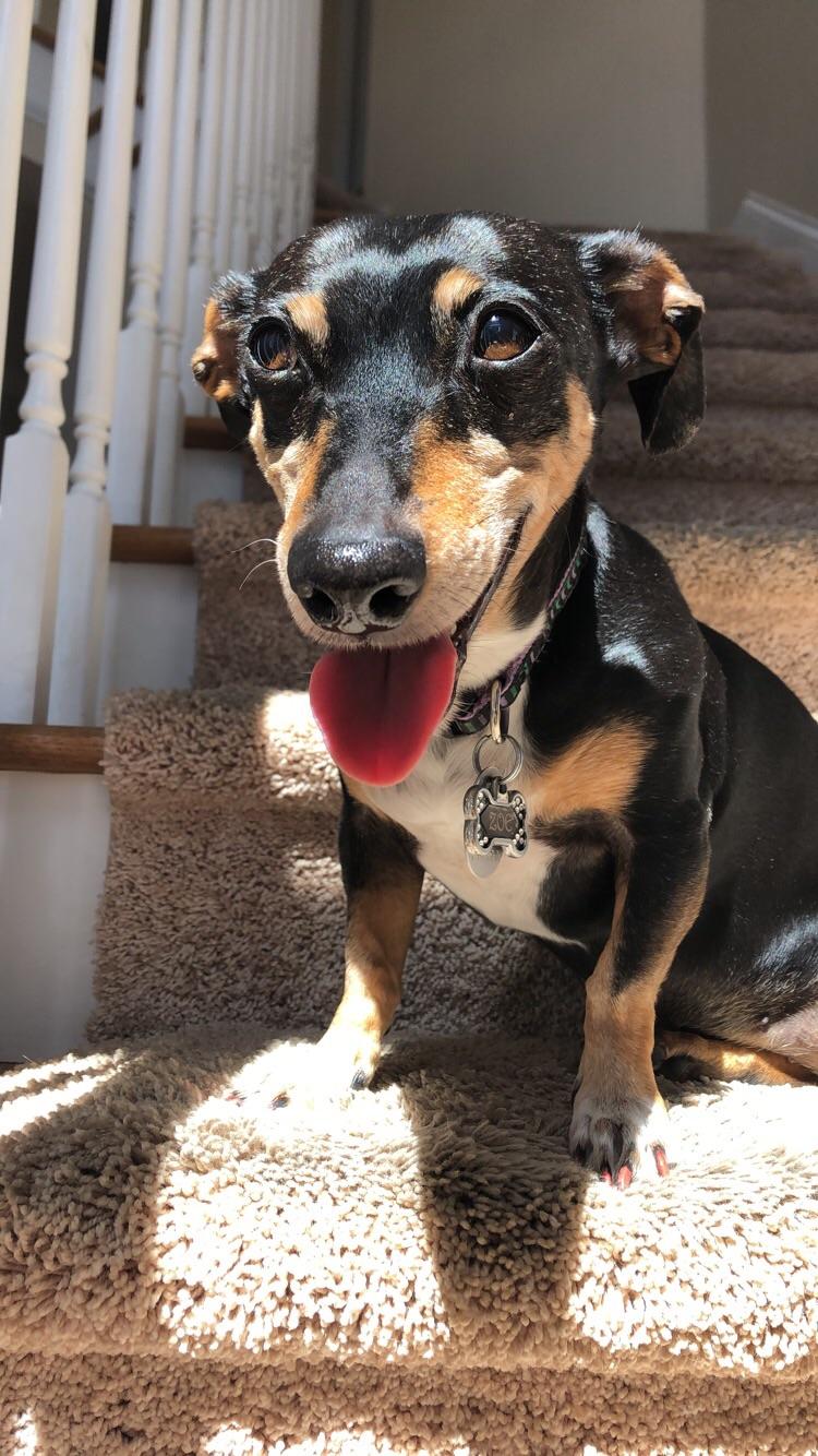 Jack Russell Terrier Dachshund Mix Male