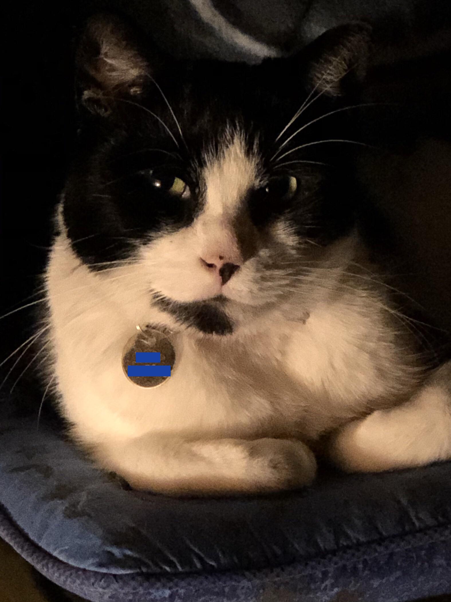 Here’s the best pic I’ve ever taken of my cat. His name is Fudge r/cats