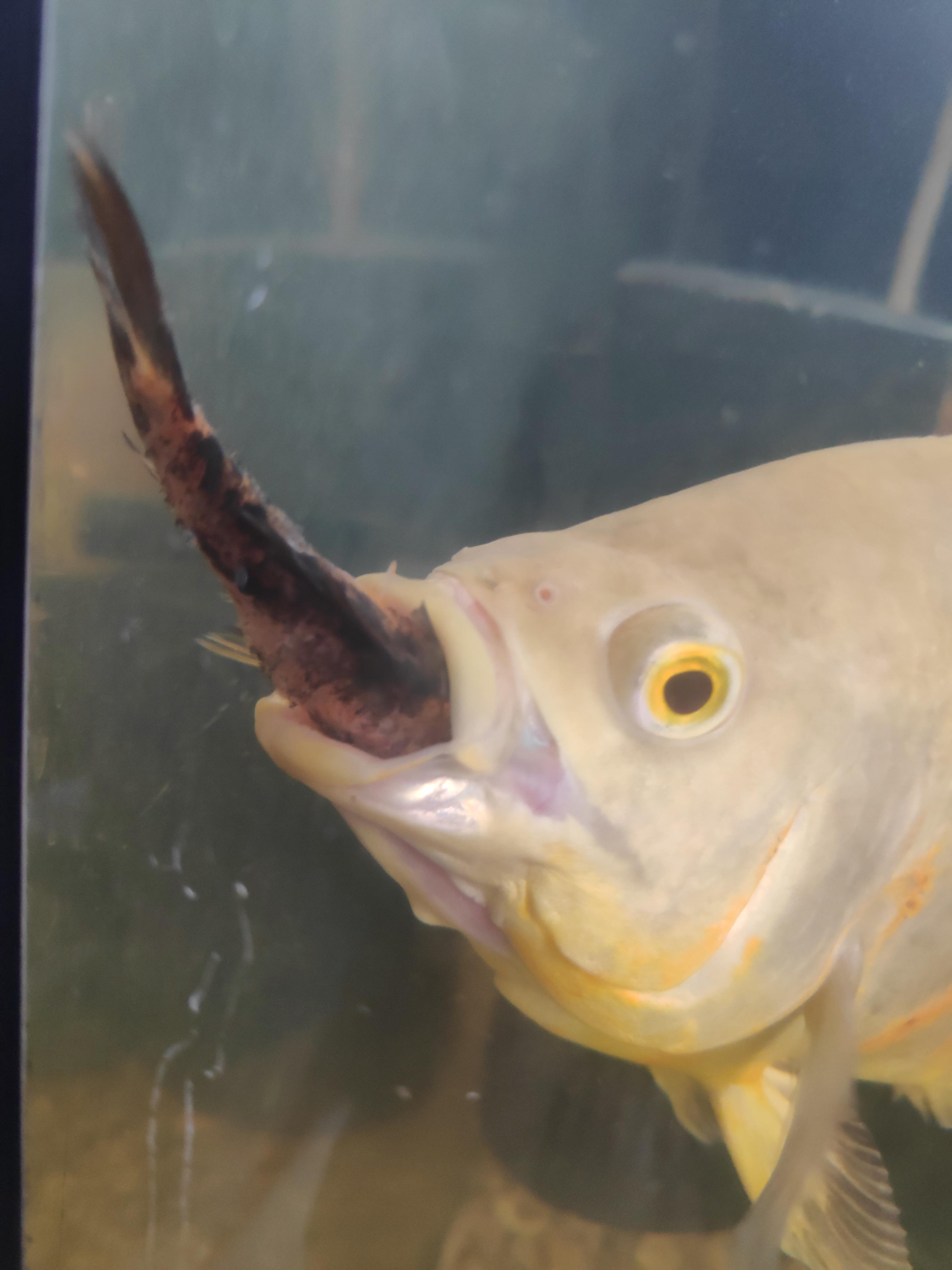 Guys i have 2 oscar fishes and they keep eating everyone in the tank