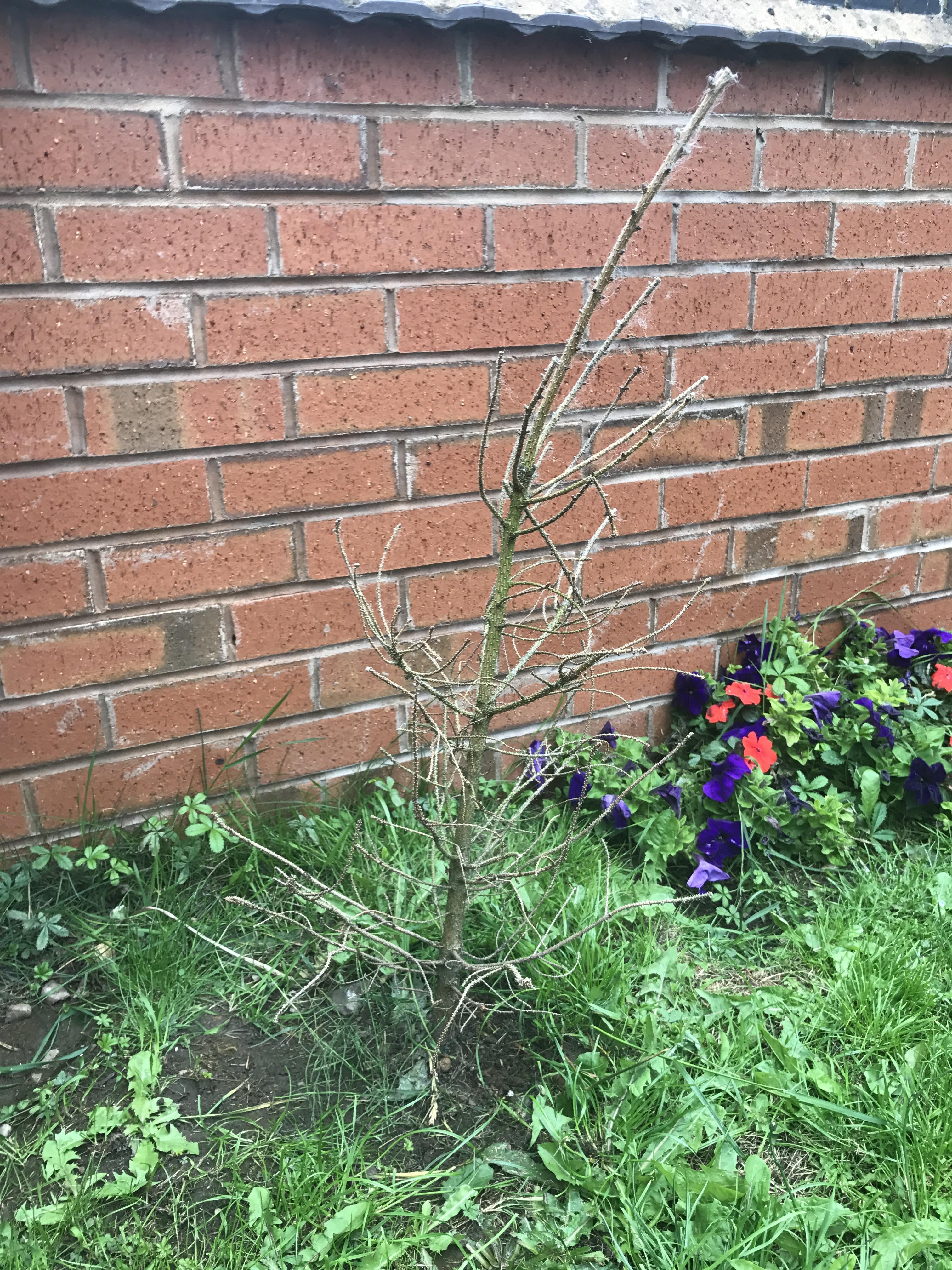 Is this tree dead? r/gardening