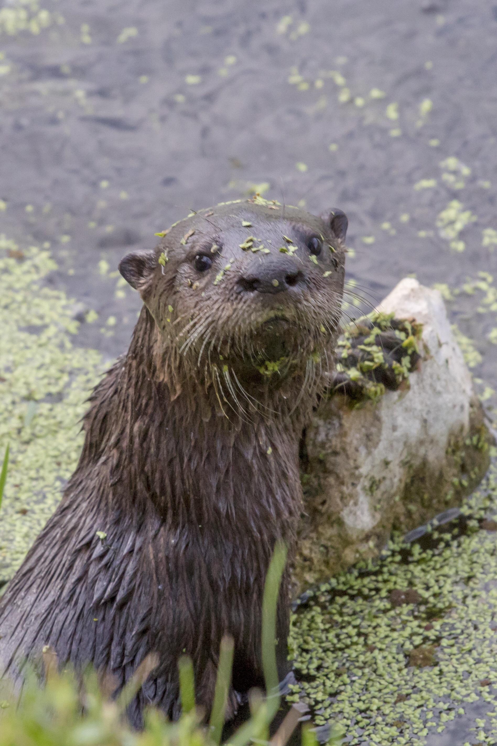 River otter south Florida 4/21/19 r/Otters