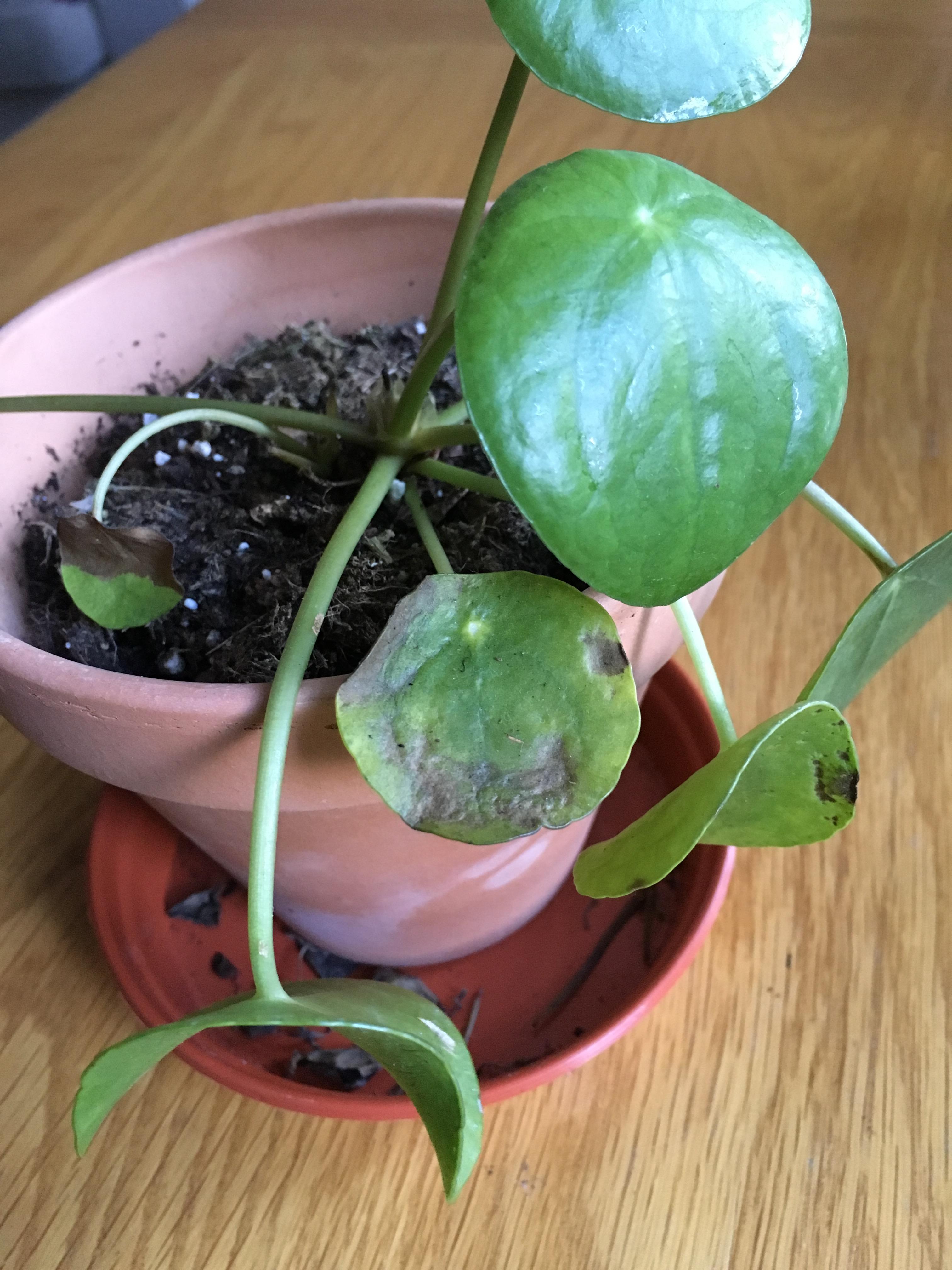 What is wrong with my Pilea Peperomioide? The leaves are slowly each