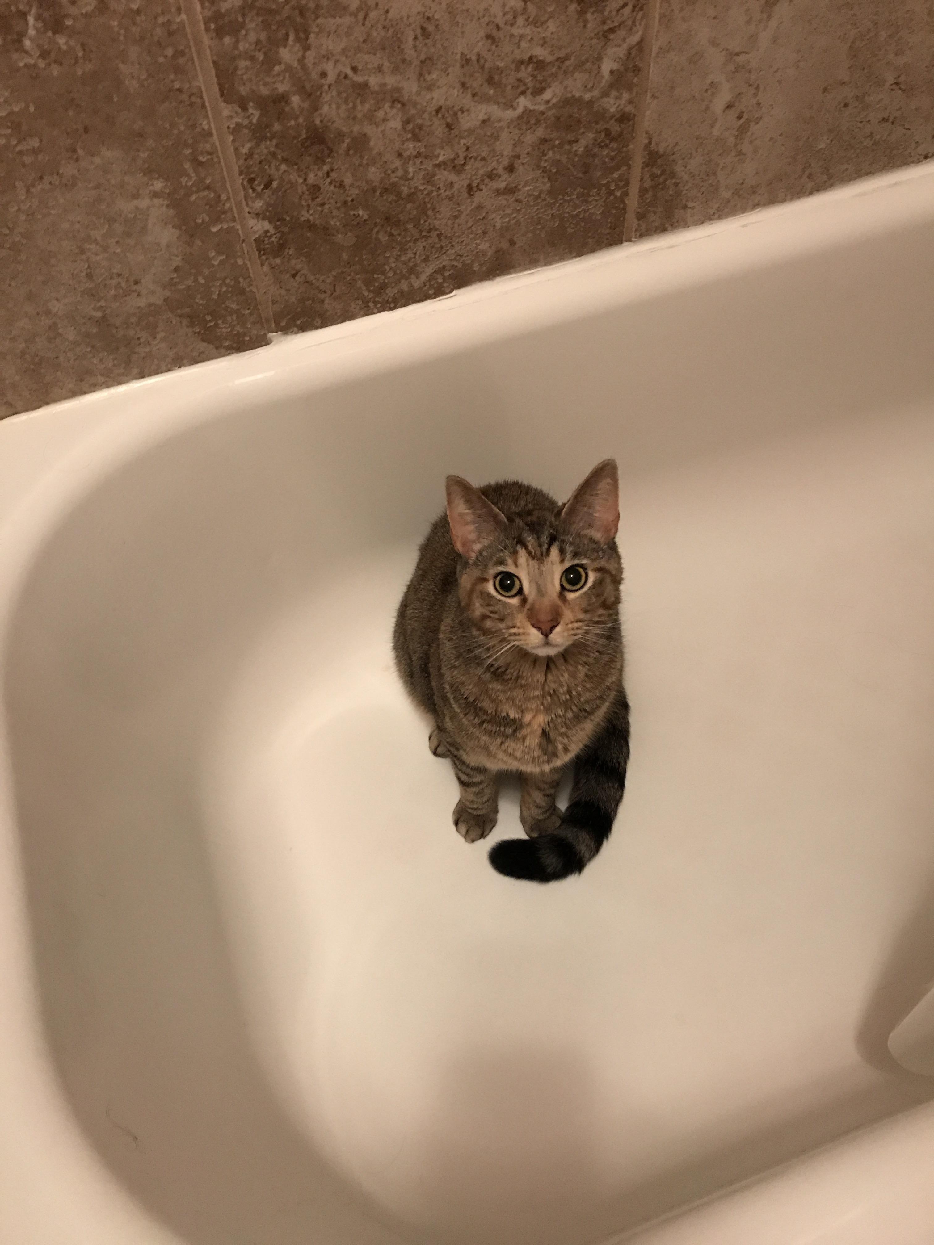 Scotch won't go to bed until we flush the toilet so she can hear the