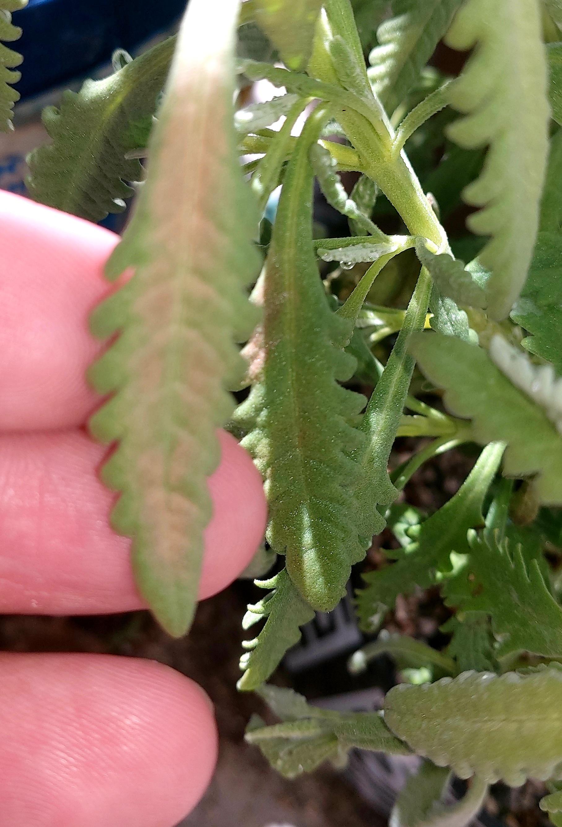 Too much sun? r/gardening