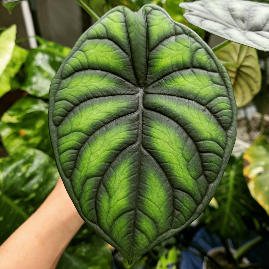 New leaf Alocasia Baginda "Dragon Scale" really know how to draw