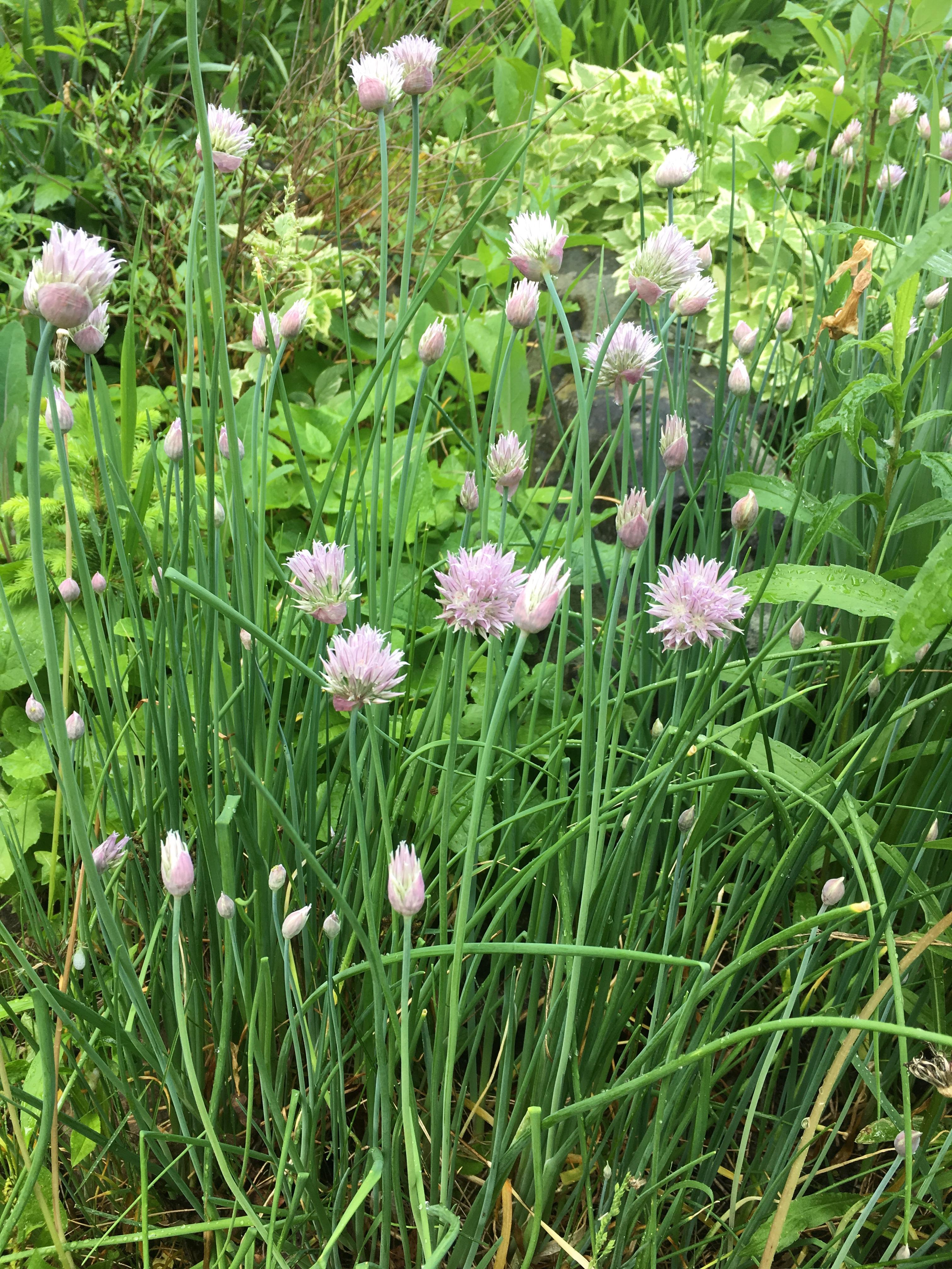 Chives, right? I want to know for sure before I cook with them