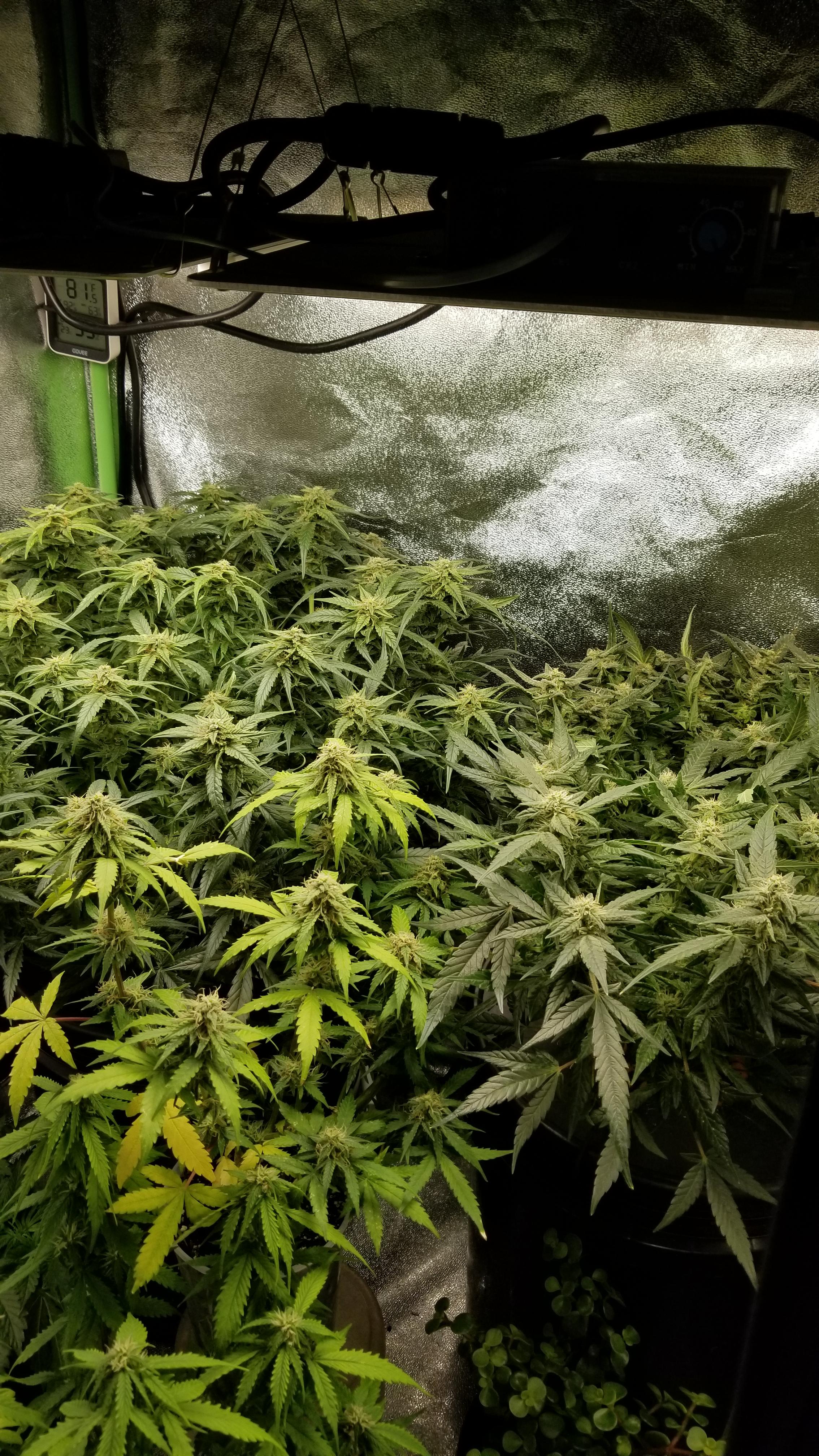 Still can't believe how big plants get from just a seed. Day 80 for the