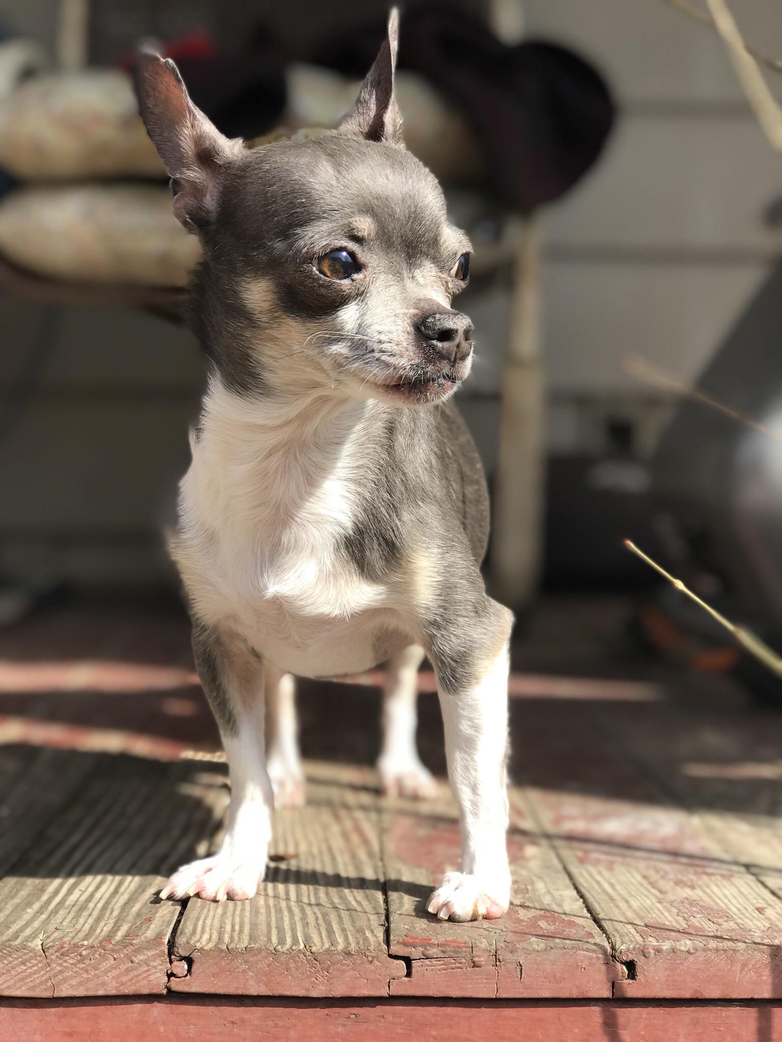 Blue Iron Chihuahua