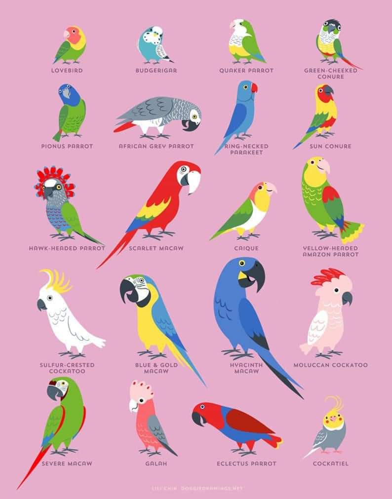 Parrot Identification Chart at Helen Shields blog