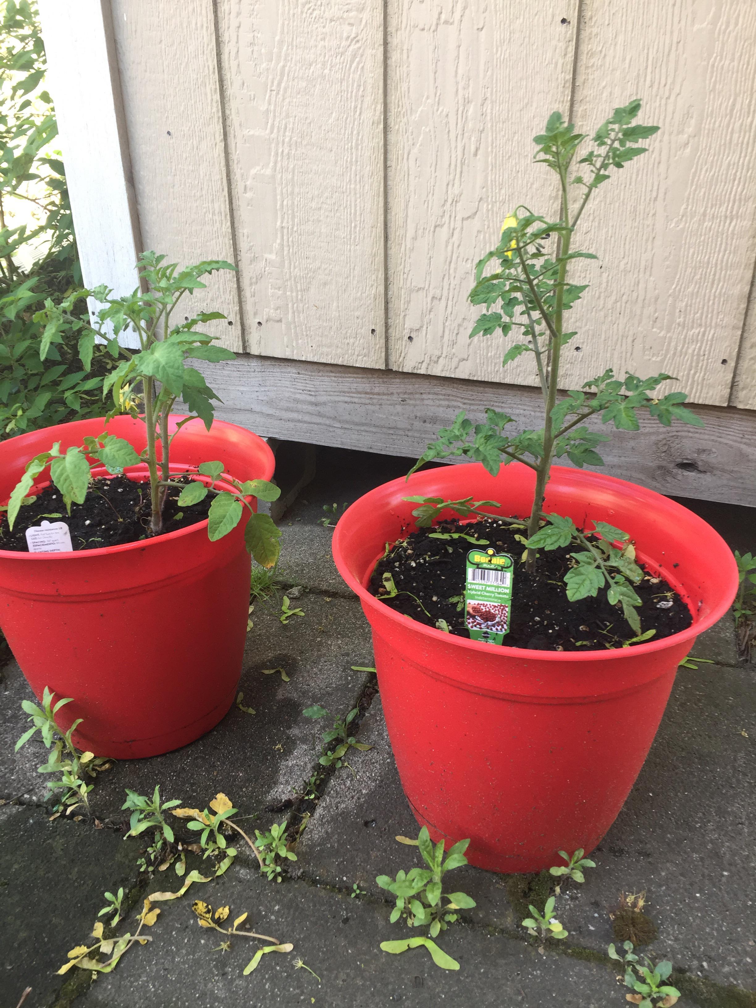 Are my cherry tomatoes in big enough pots? I usually put them in the