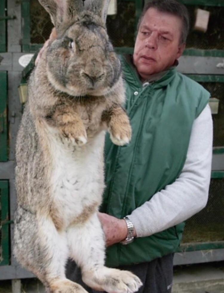Absolutely huge rabbit r/natureismetal