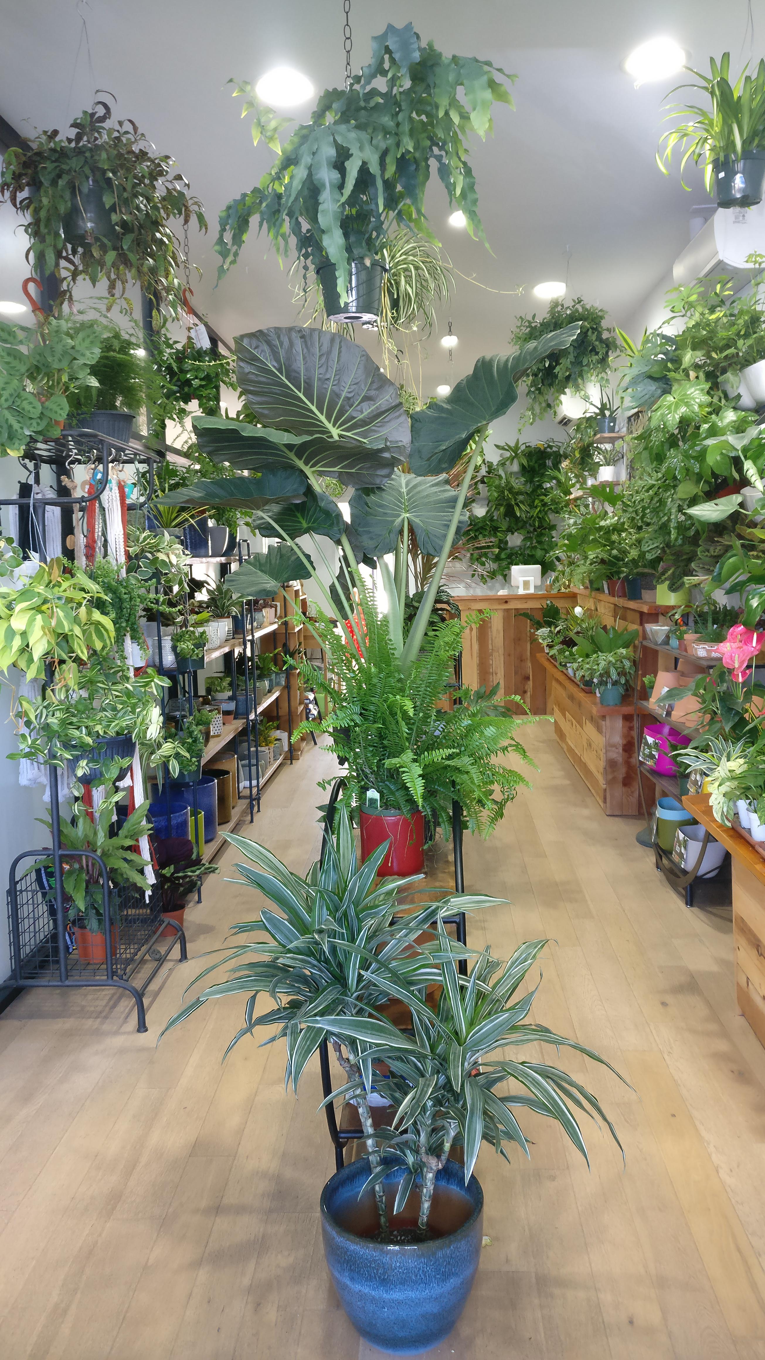 Plant store in San Diego r/houseplants