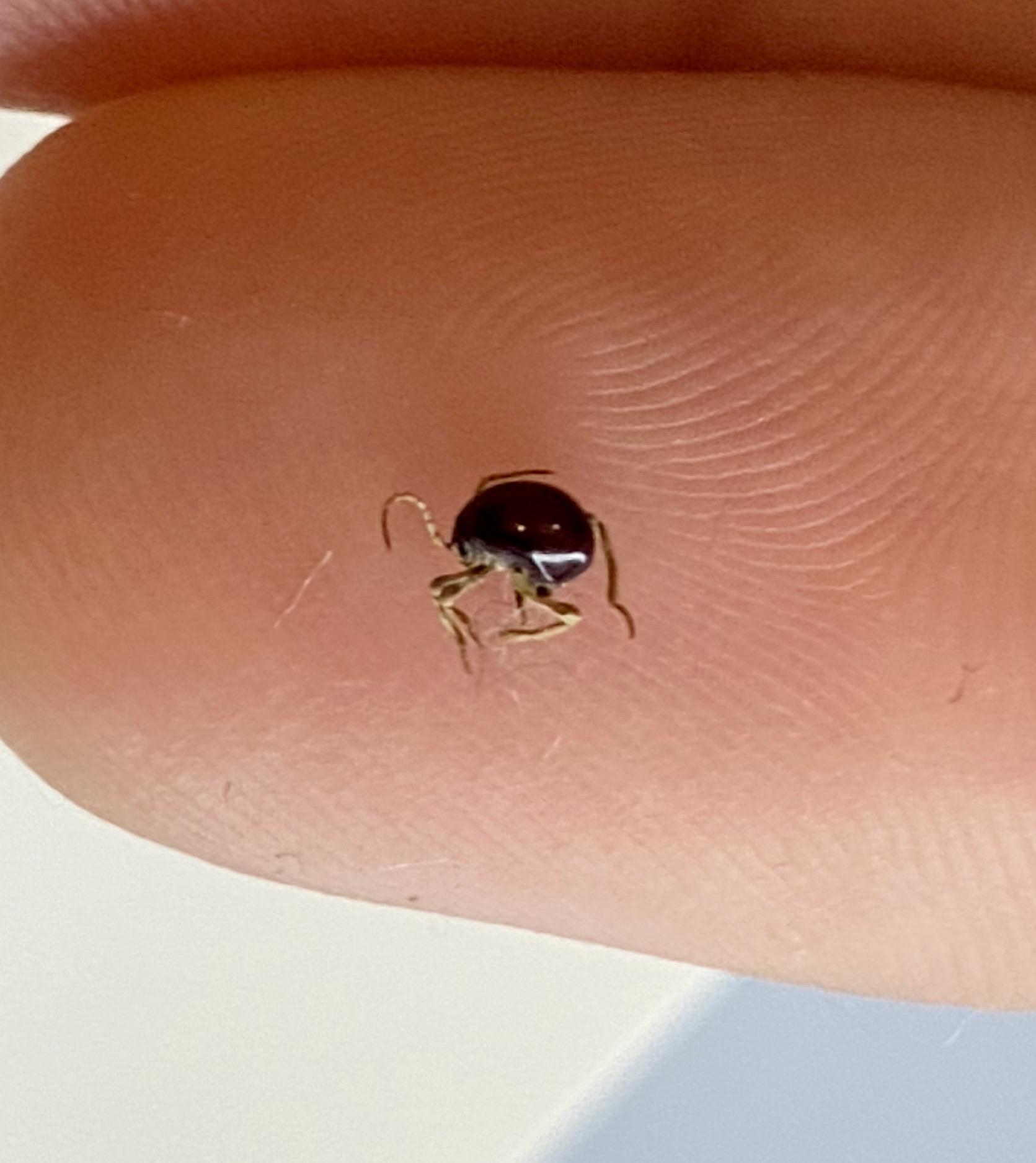 Found behind my mattress, nyc r/whatsthisbug