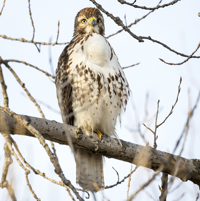 RedTailed Hawk with Full Crop Wisconsin r/birding