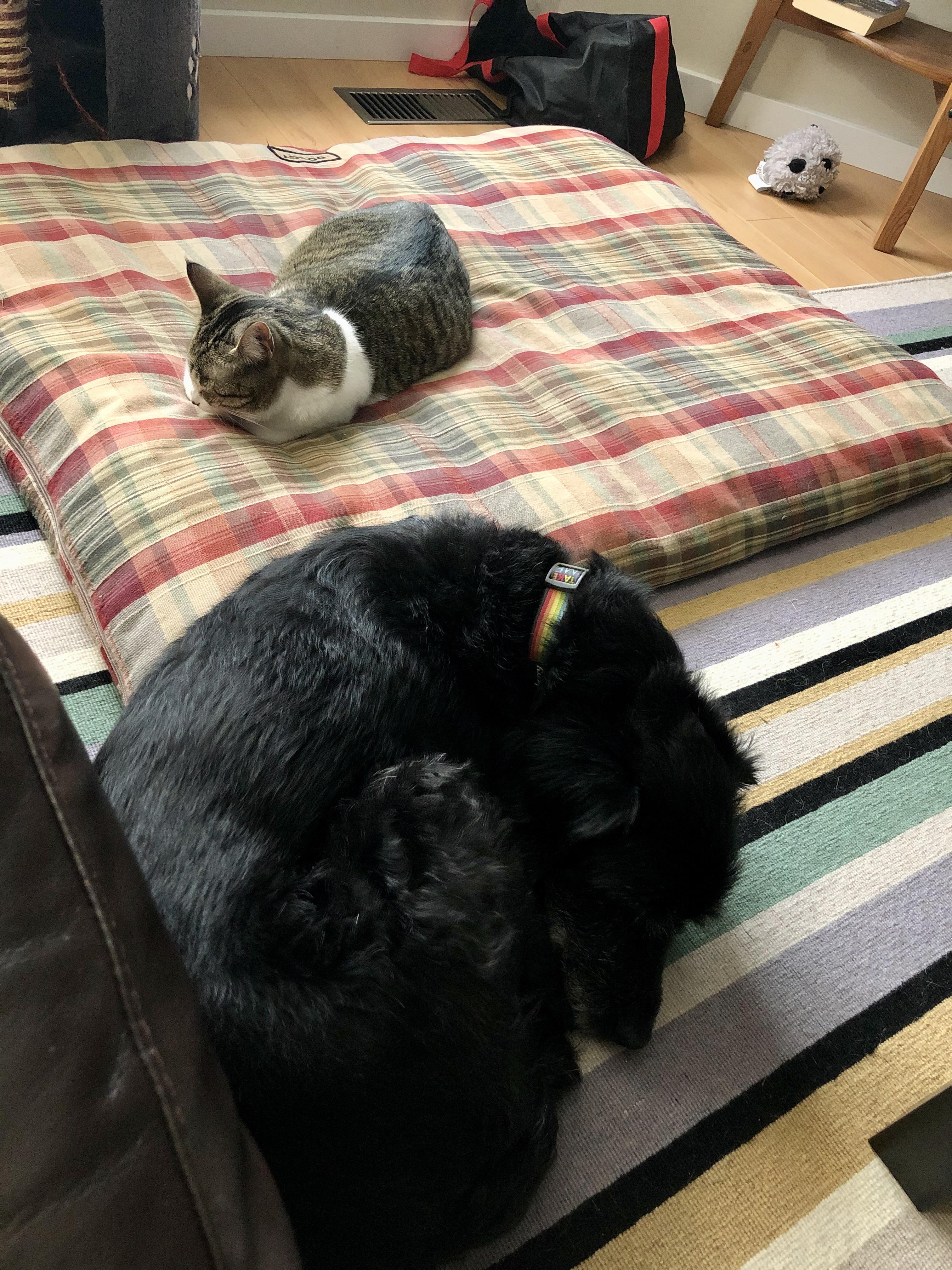 Dog allowed to sleep near his own bed, but not on it