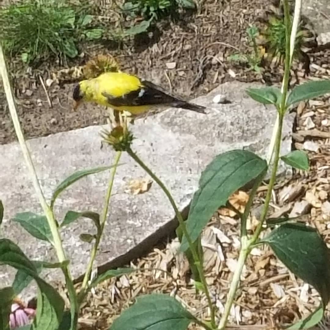 Finch eating Coneflower seeds r/gardening