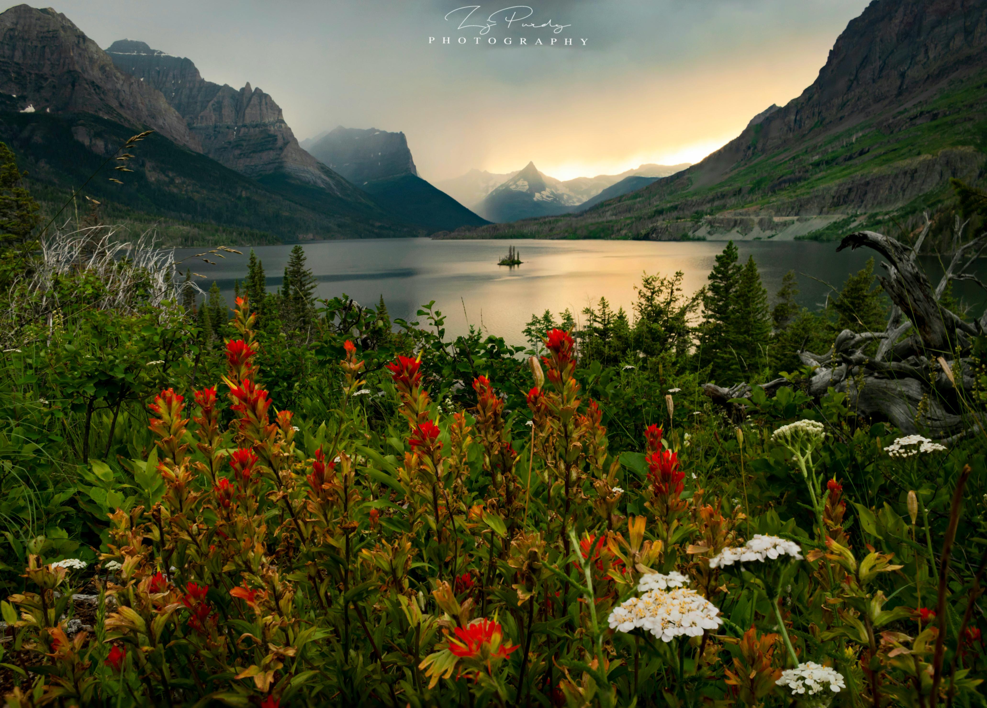 Wild goose island in all of it's wildflower glory. Glacier National Park. [4124x2960] Nature