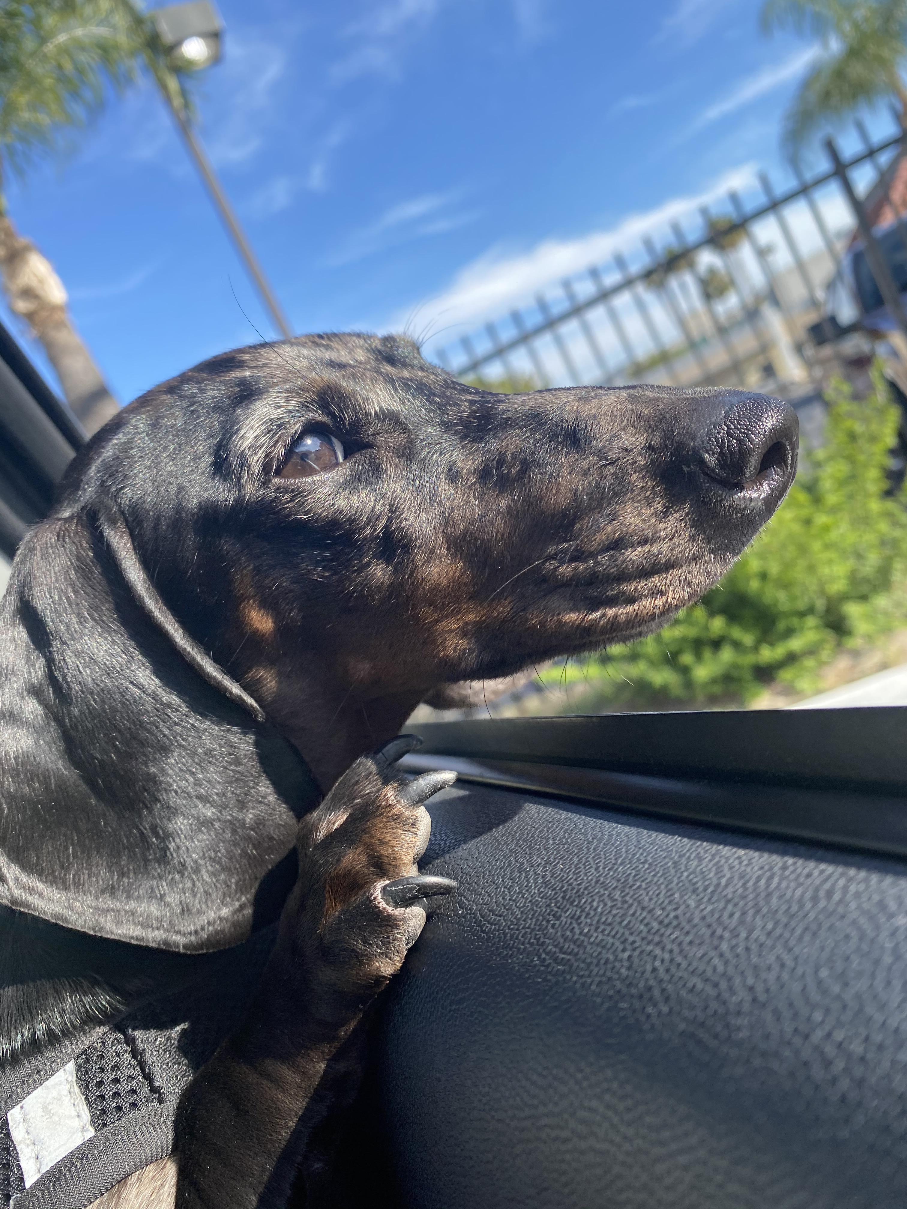 She loves car rides r/Dachshund