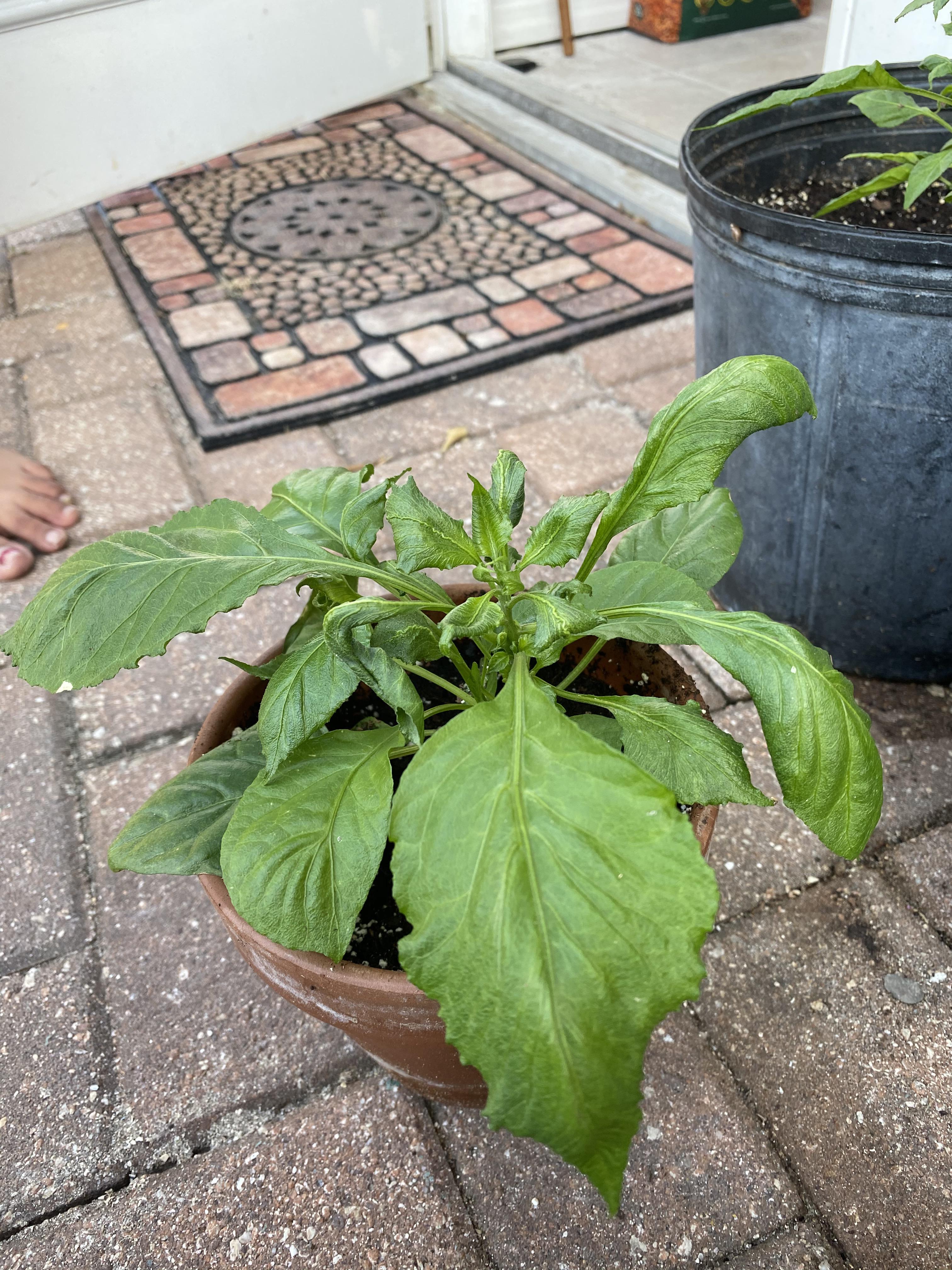 Leaves are curling and growing in an umbrella fashion what does it mean