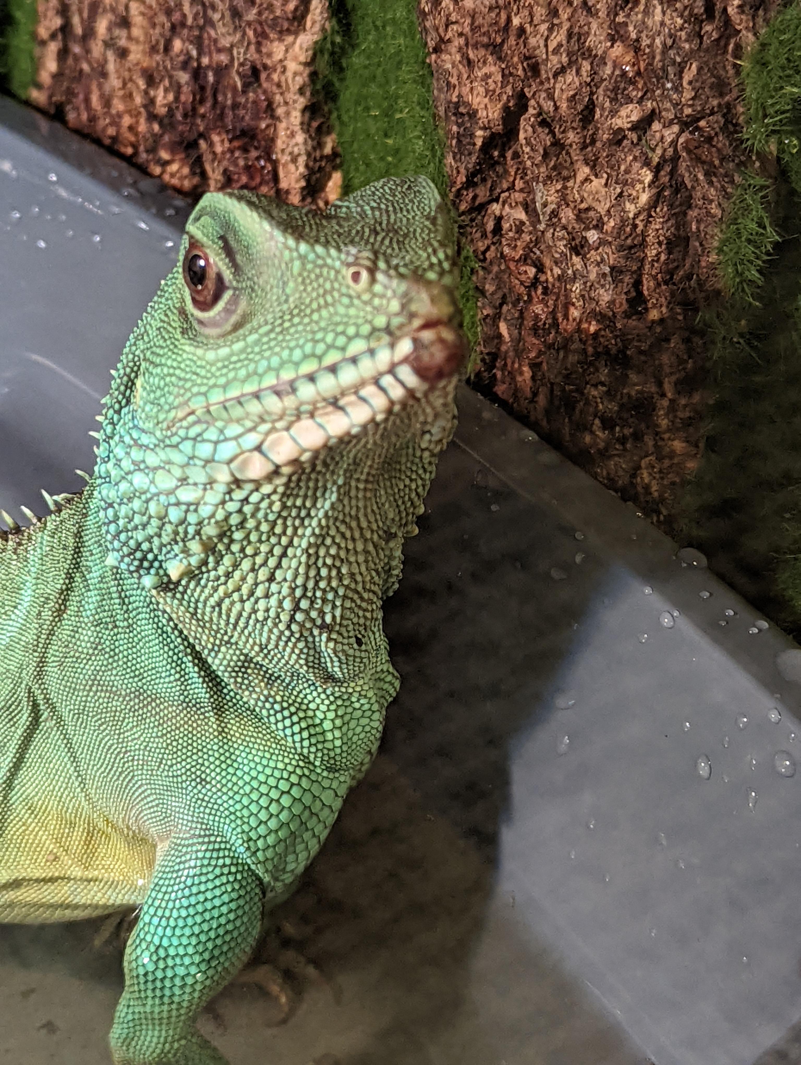 Chinese Water Dragon Update (mouth rot?) reptiles