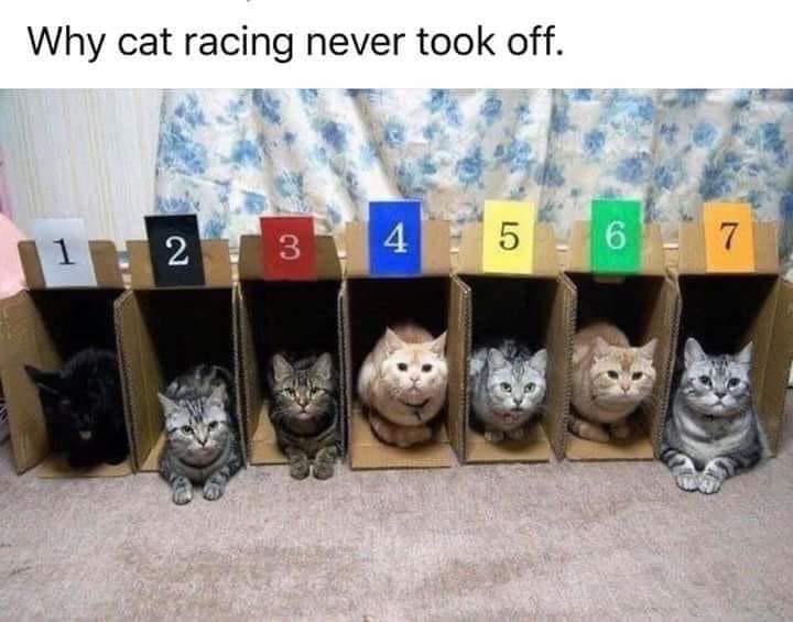 To start cat racing r/therewasanattempt