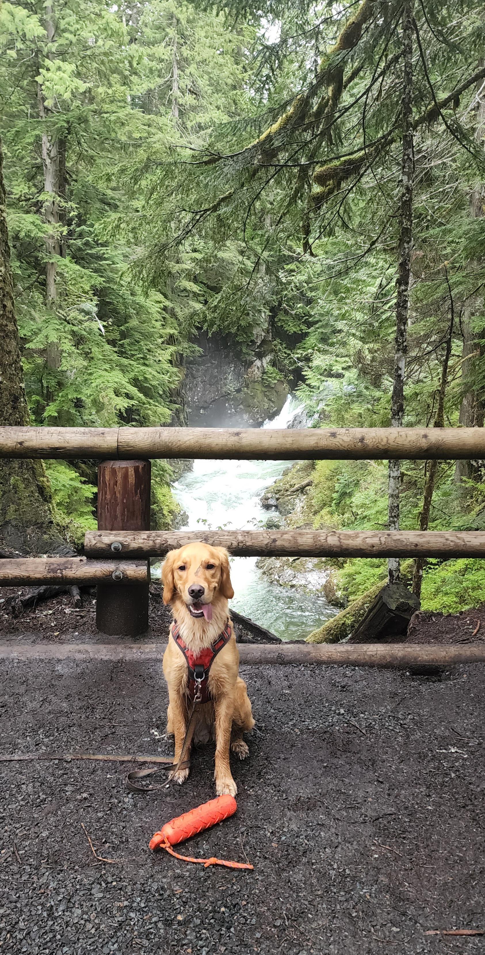 My best hiking buddy! r/BackpackingDogs
