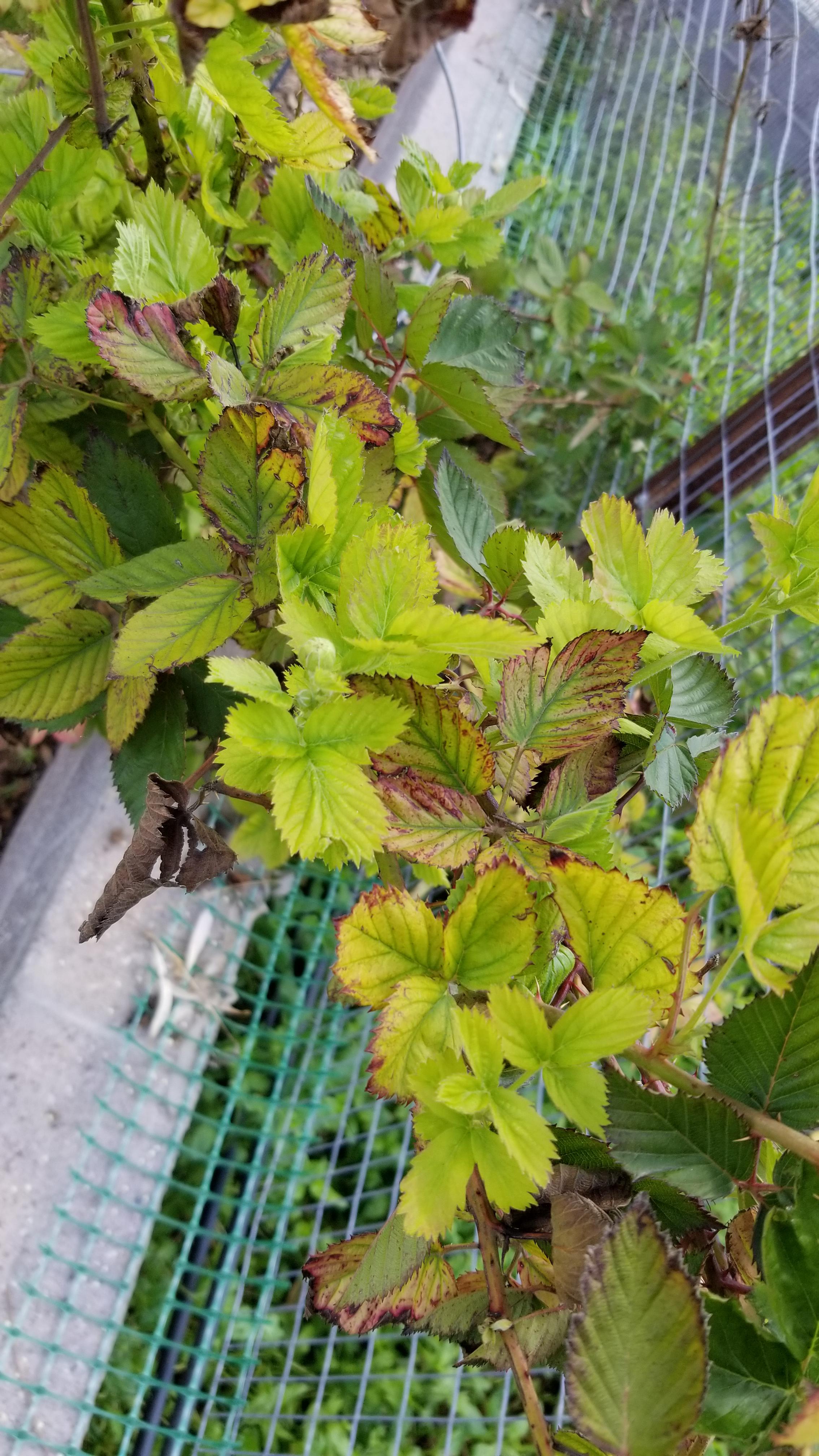 Blackberry has been struggling for a while now. At first I thought magnesium deficiency but soil