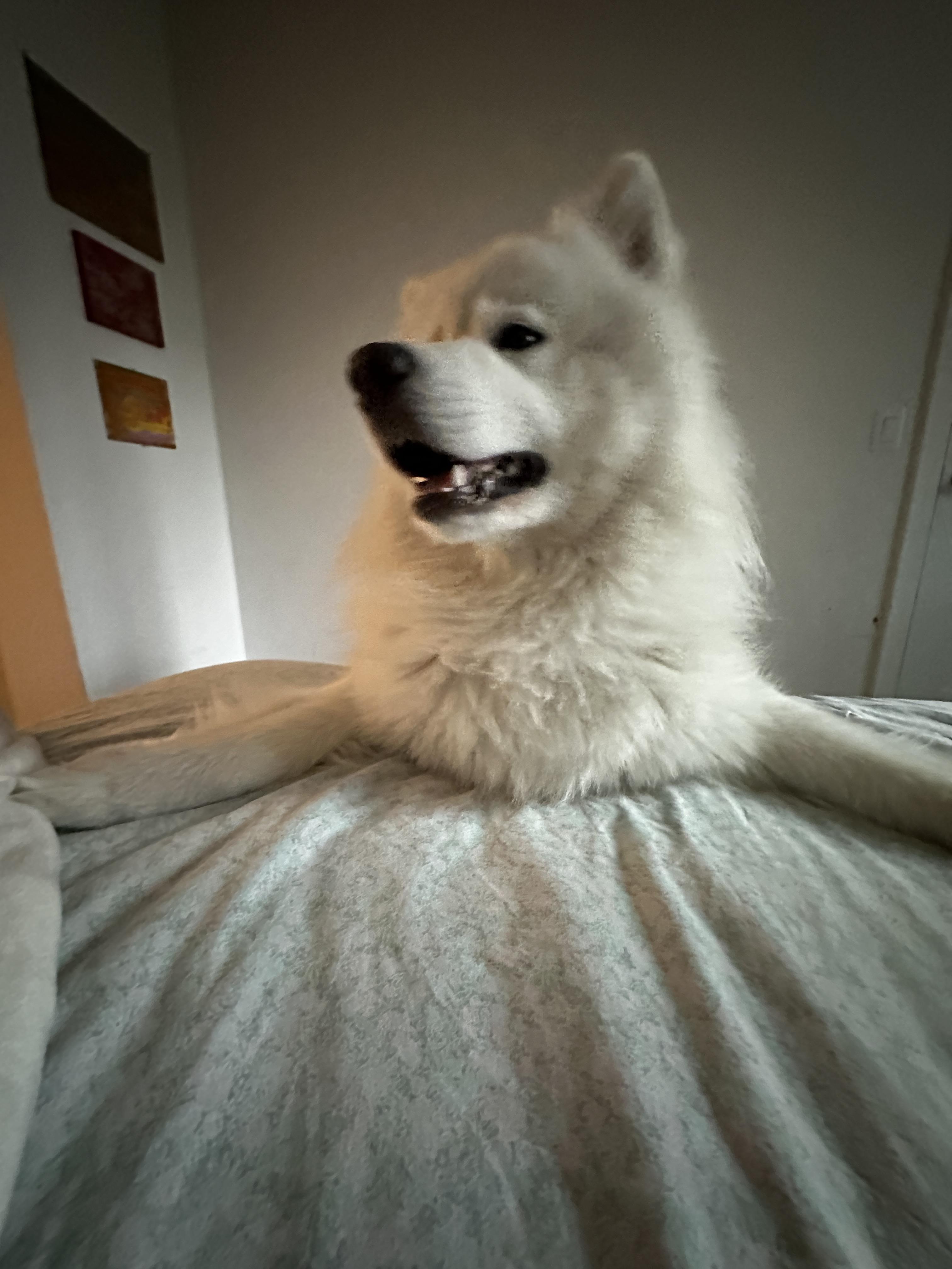 r/samoyeds