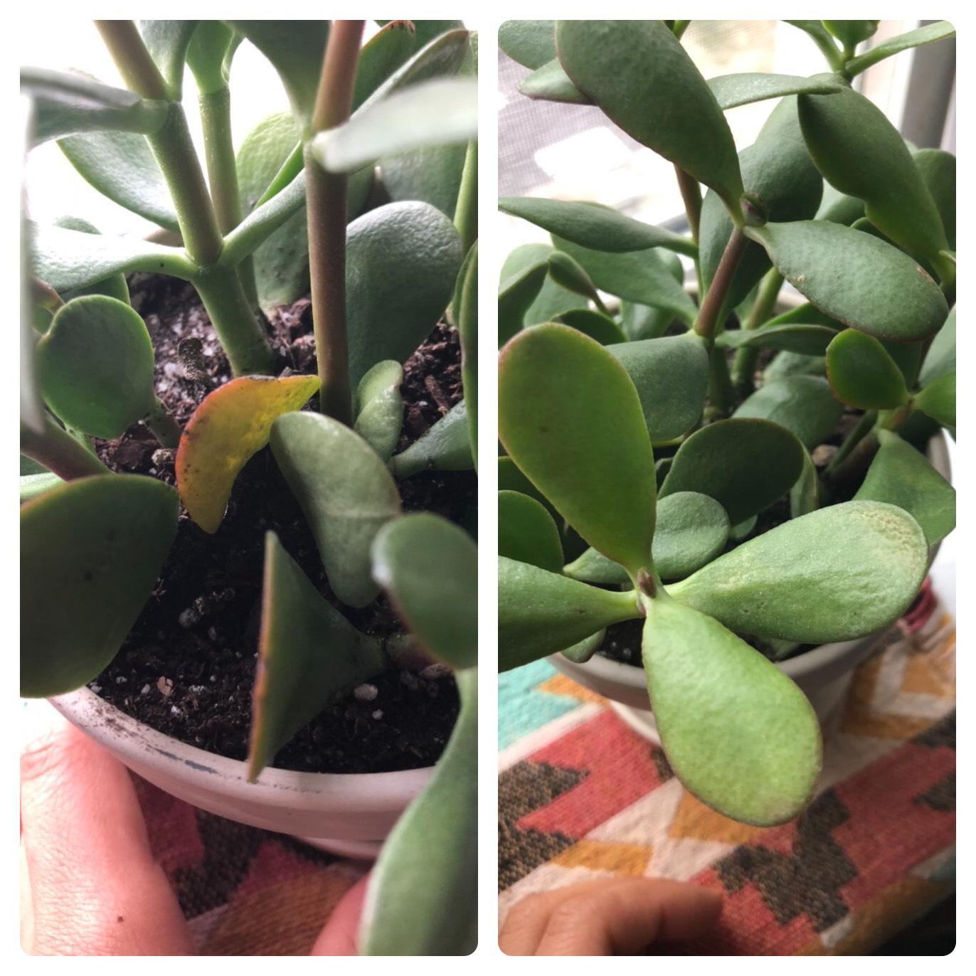 I just bought this jade plant 2 weeks ago, I repotted it and then