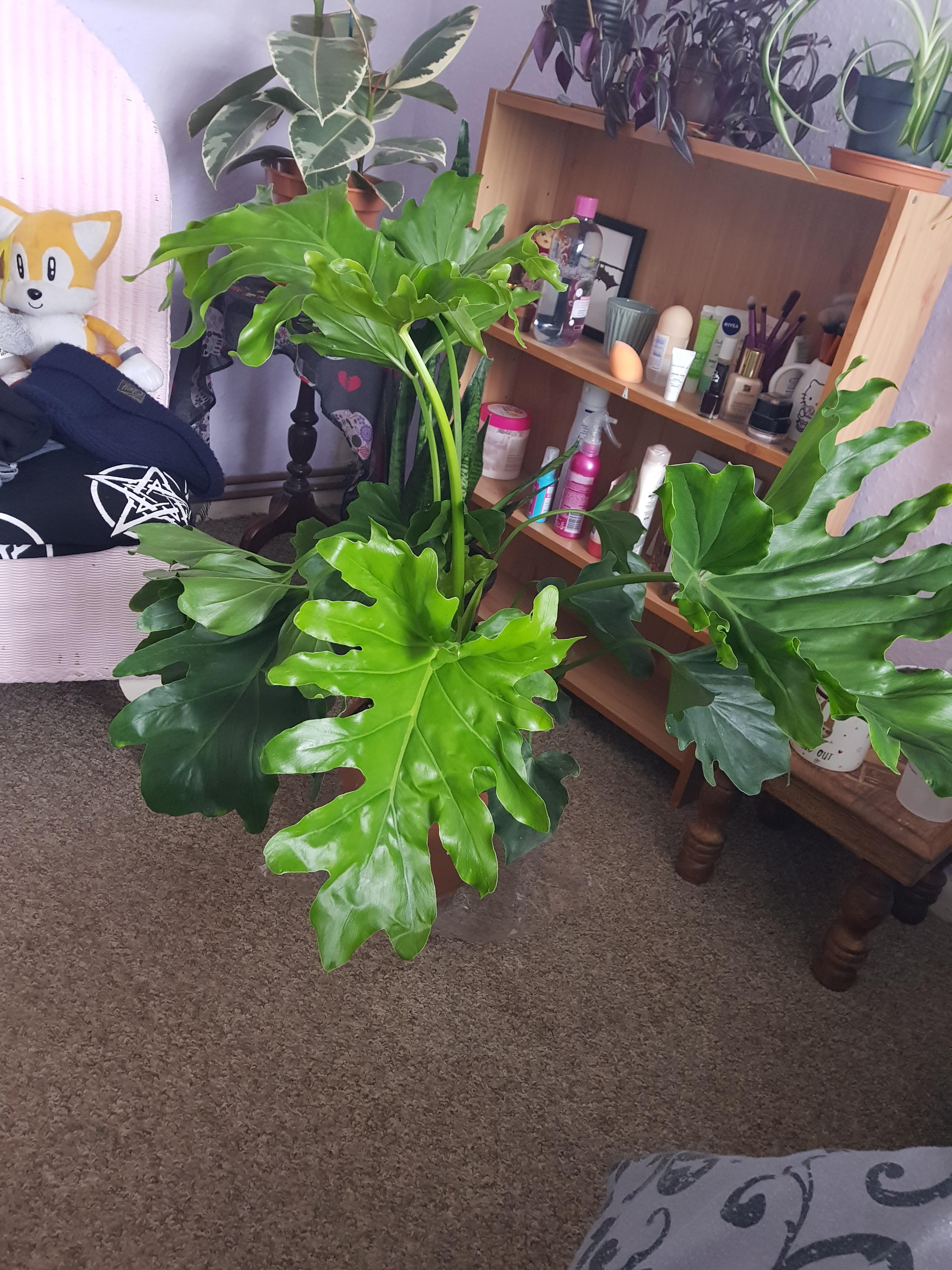 113 best Wilko images on Pholder Casual UK, Houseplants UK and Succulents