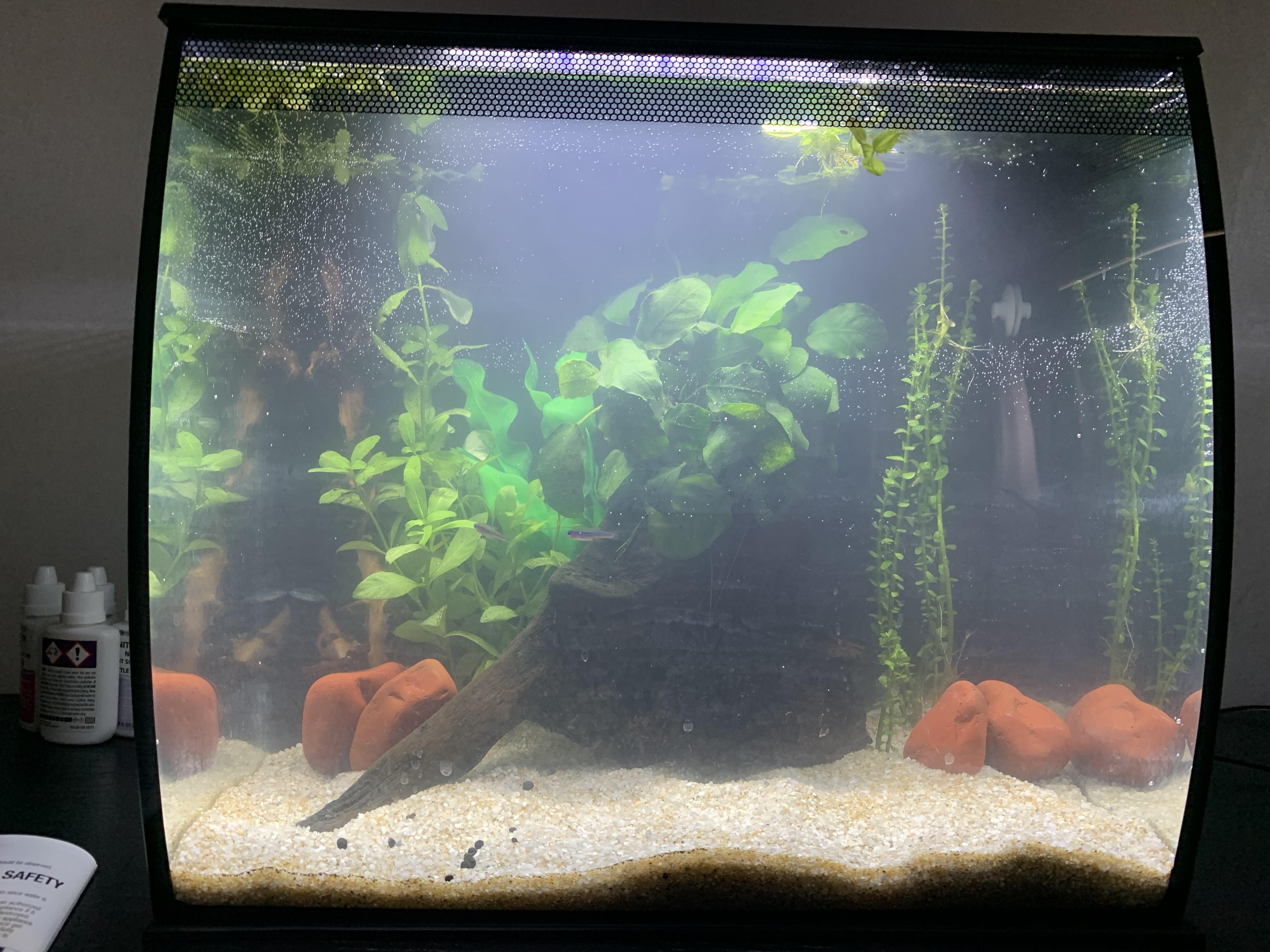 New tank set up today has ammonia spike ? r/Aquariums