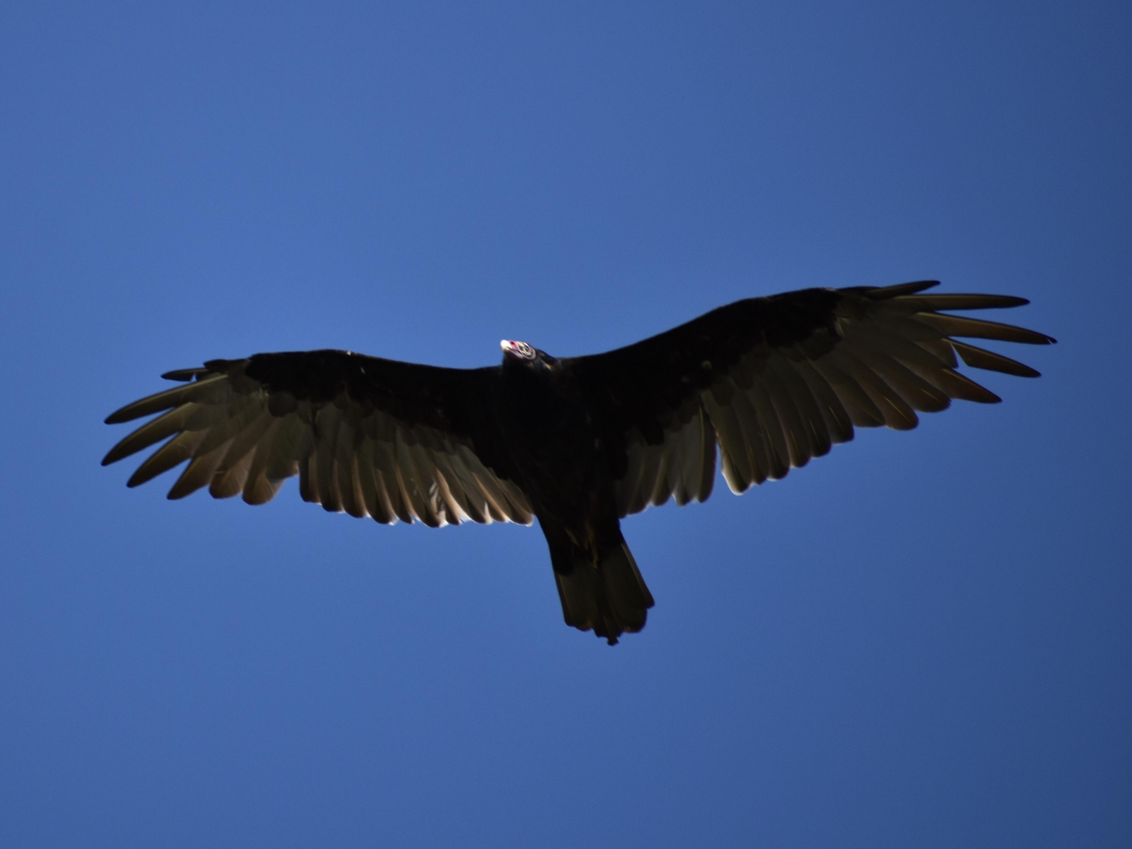 A vulture circling the shores of the Ohio river r/birdsofprey