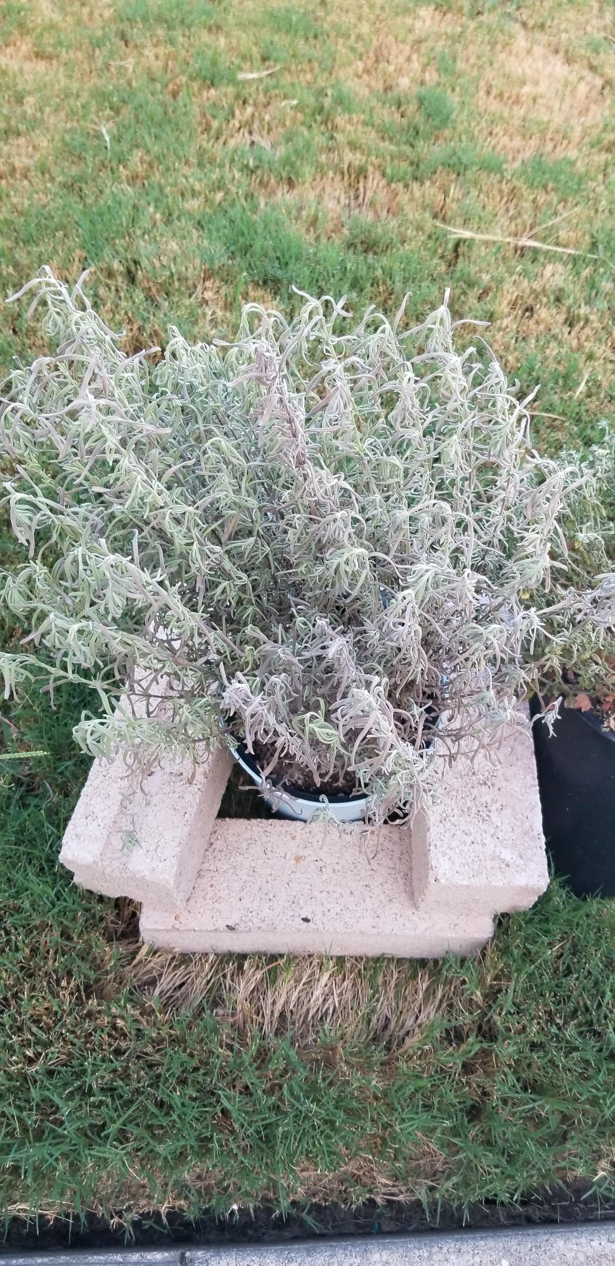 Help my Spanish lavender is dying r/plants