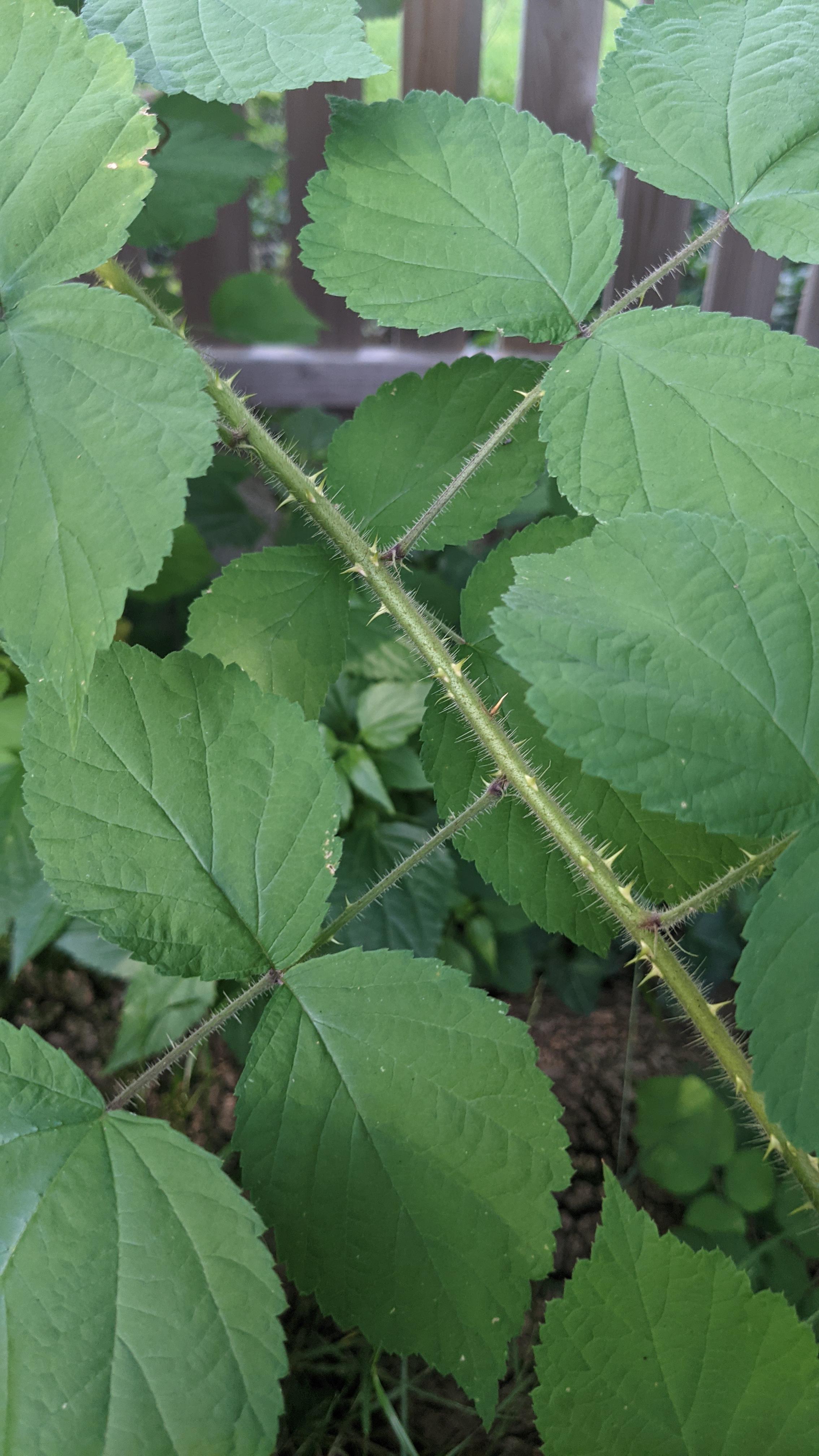 Identifying Thorny Vines
