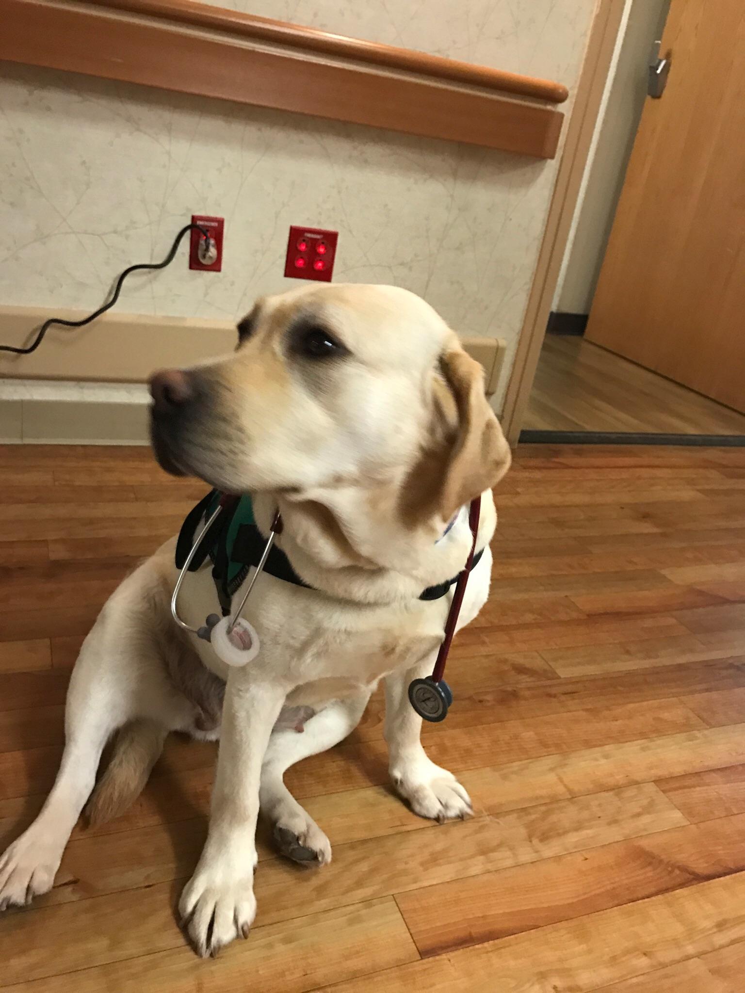 Meet our honorary nurse of the day. My nurses service dog. r/nursing