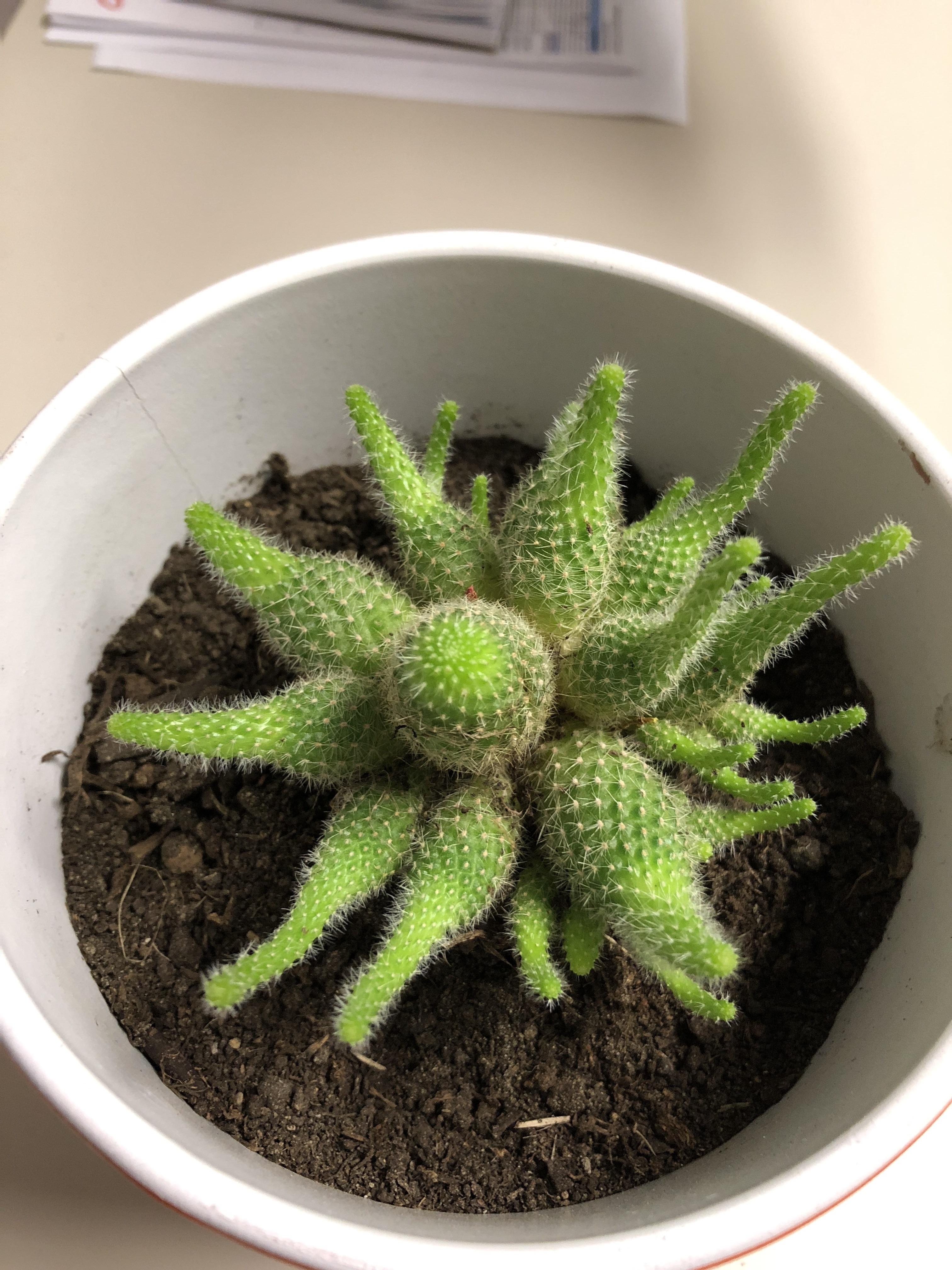 Cactus identification r/succulents