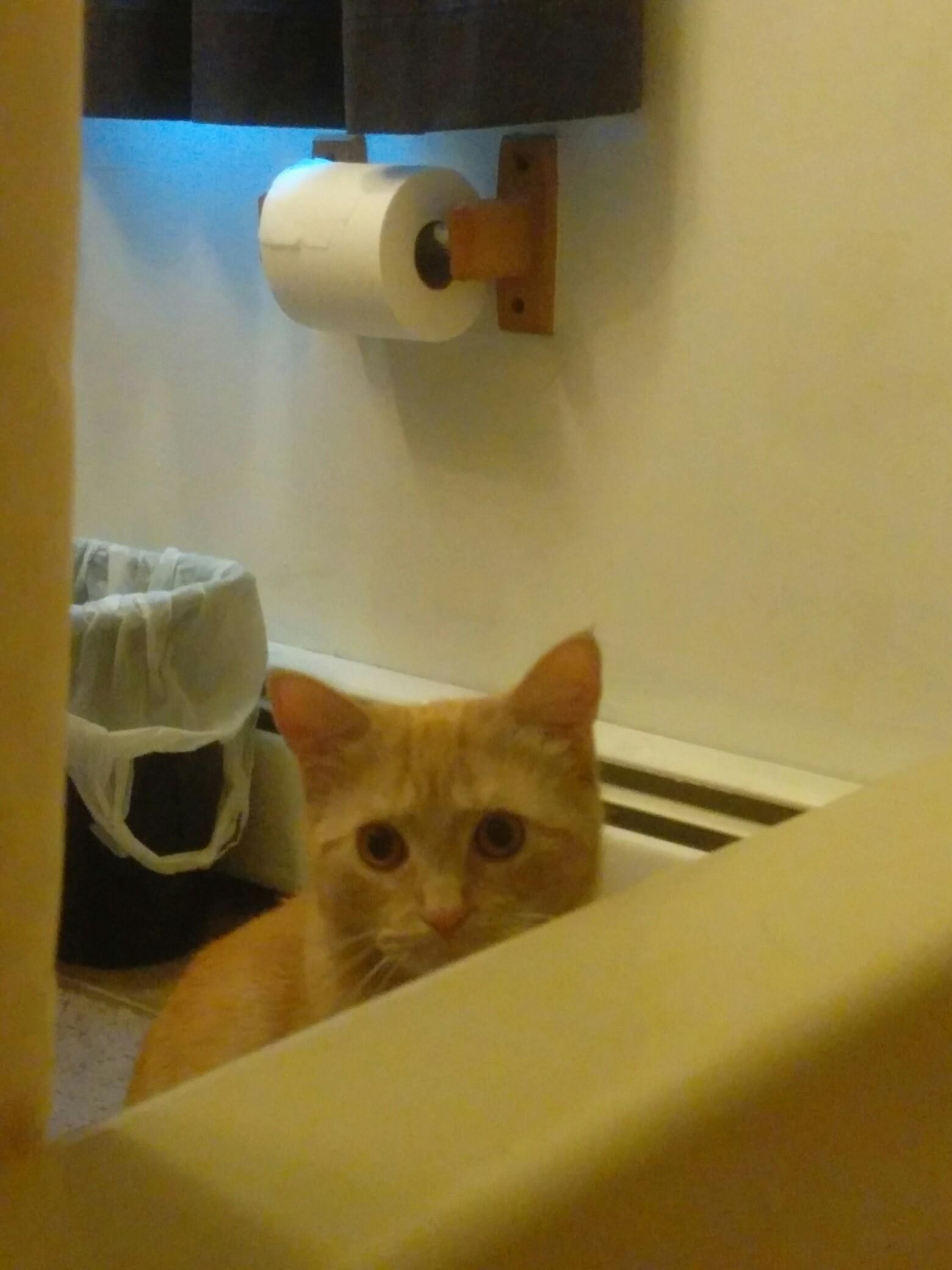 My cats like to watch me in the bath. r/aww