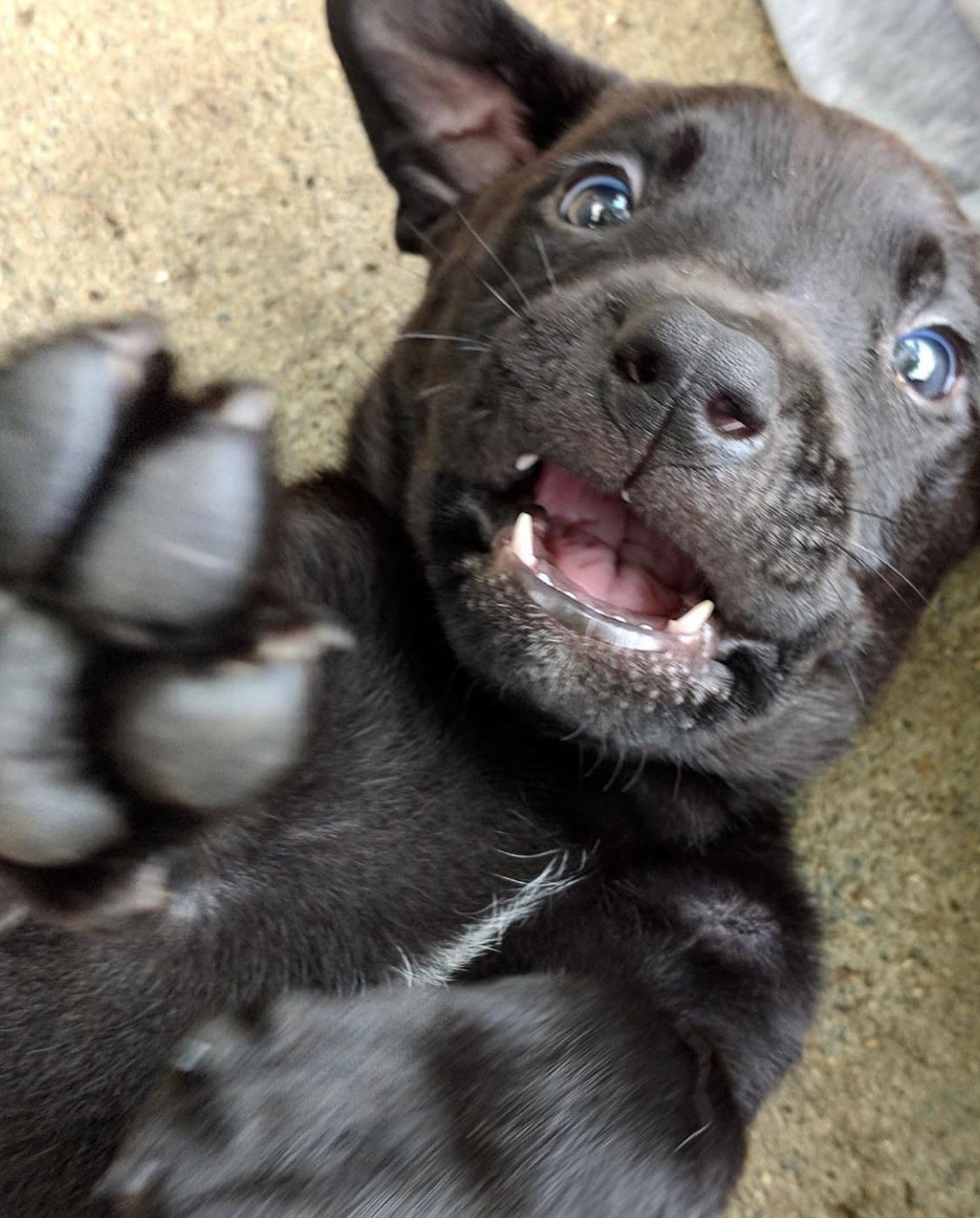 Here’s a photo of my puppy, Sawyer. Picked him up from the local shelter! r/aww