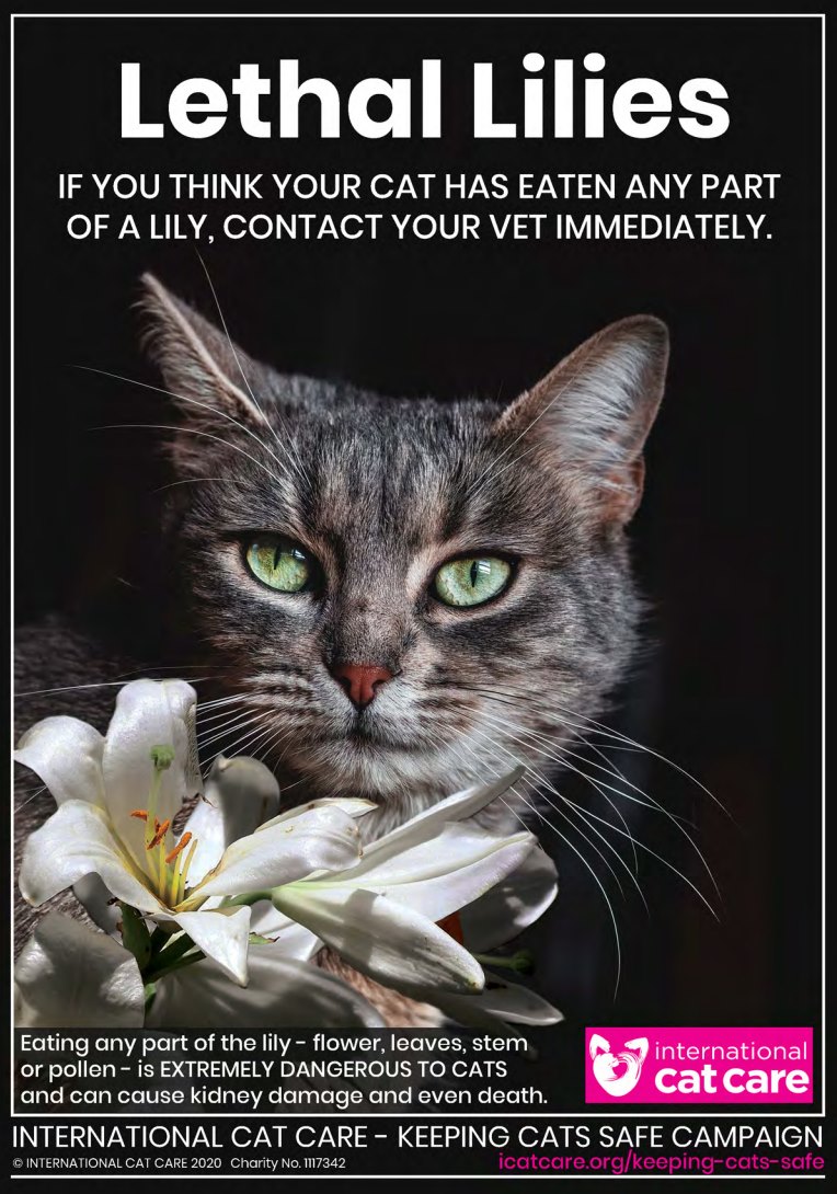 Since Easter is coming it's time for a reminder that a tiny bit of lily