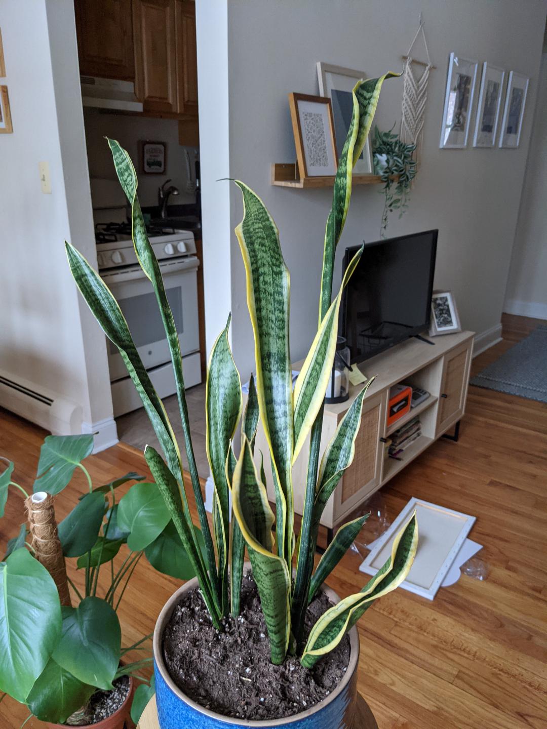 How to revive dying snake plant? i think I over watered it months ago