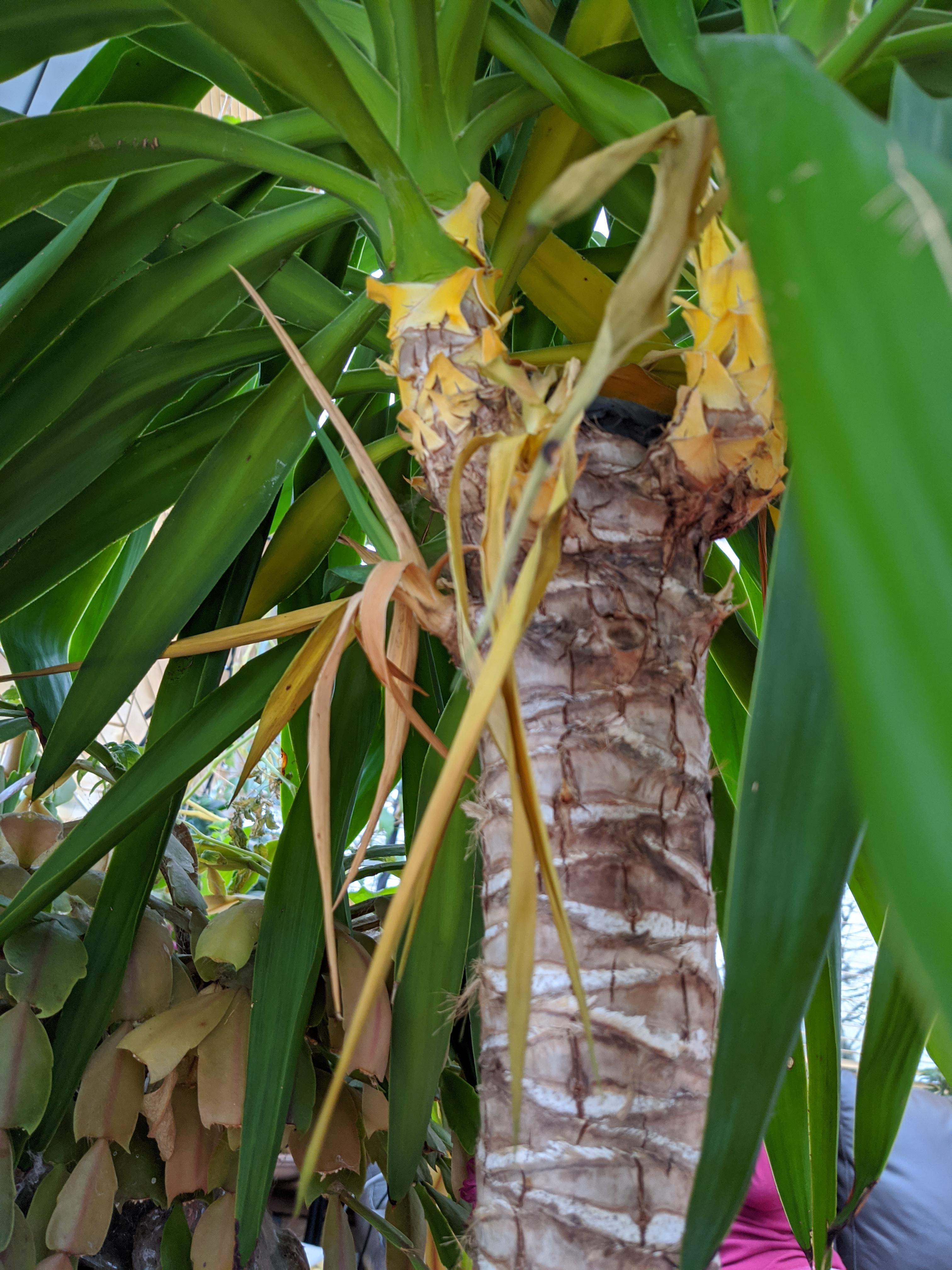 Can anyone help. The lower leaves of my Yucca are yellowing and drying