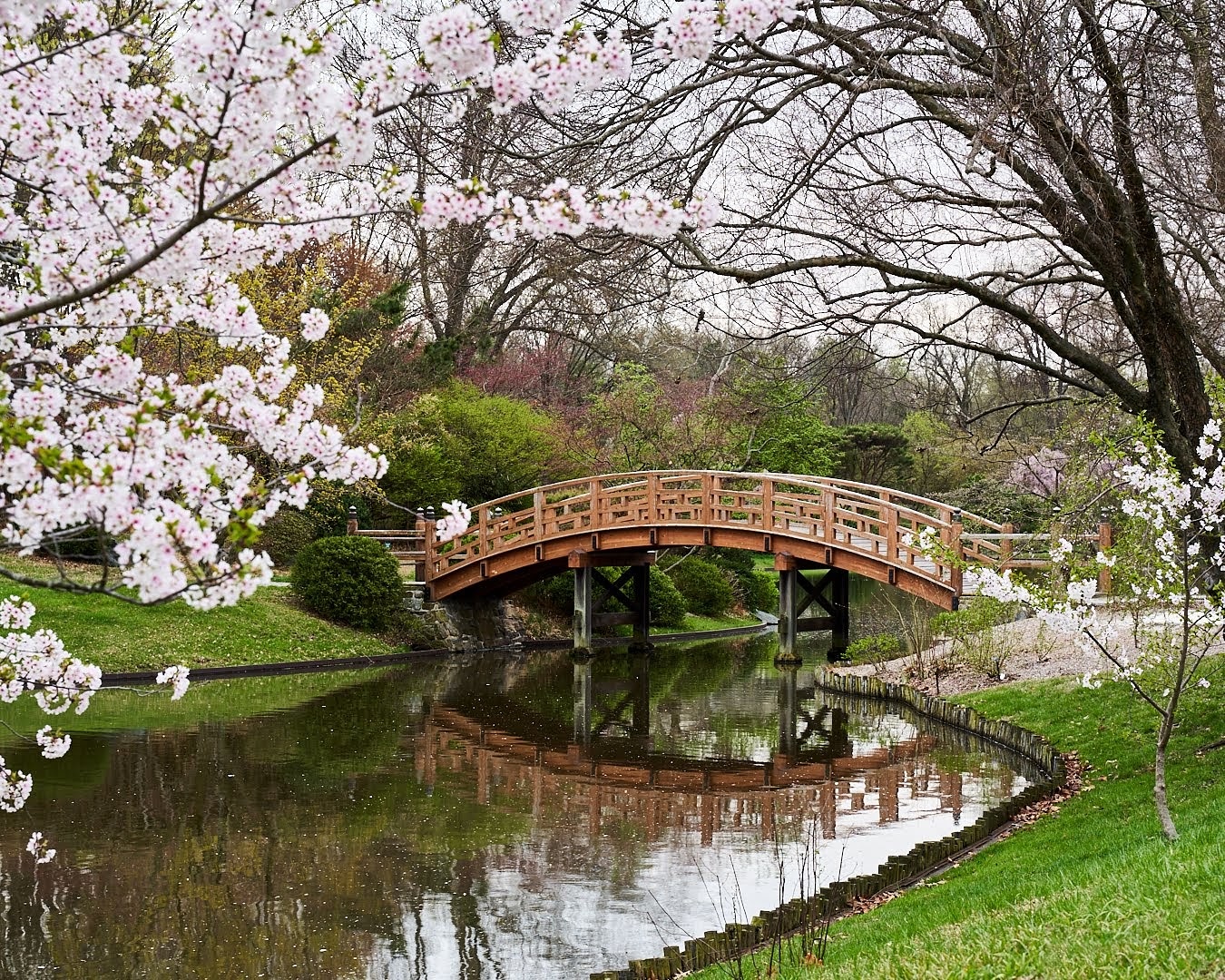 Bridge in the Japanese Garden at the botanical garden Wednesday morning