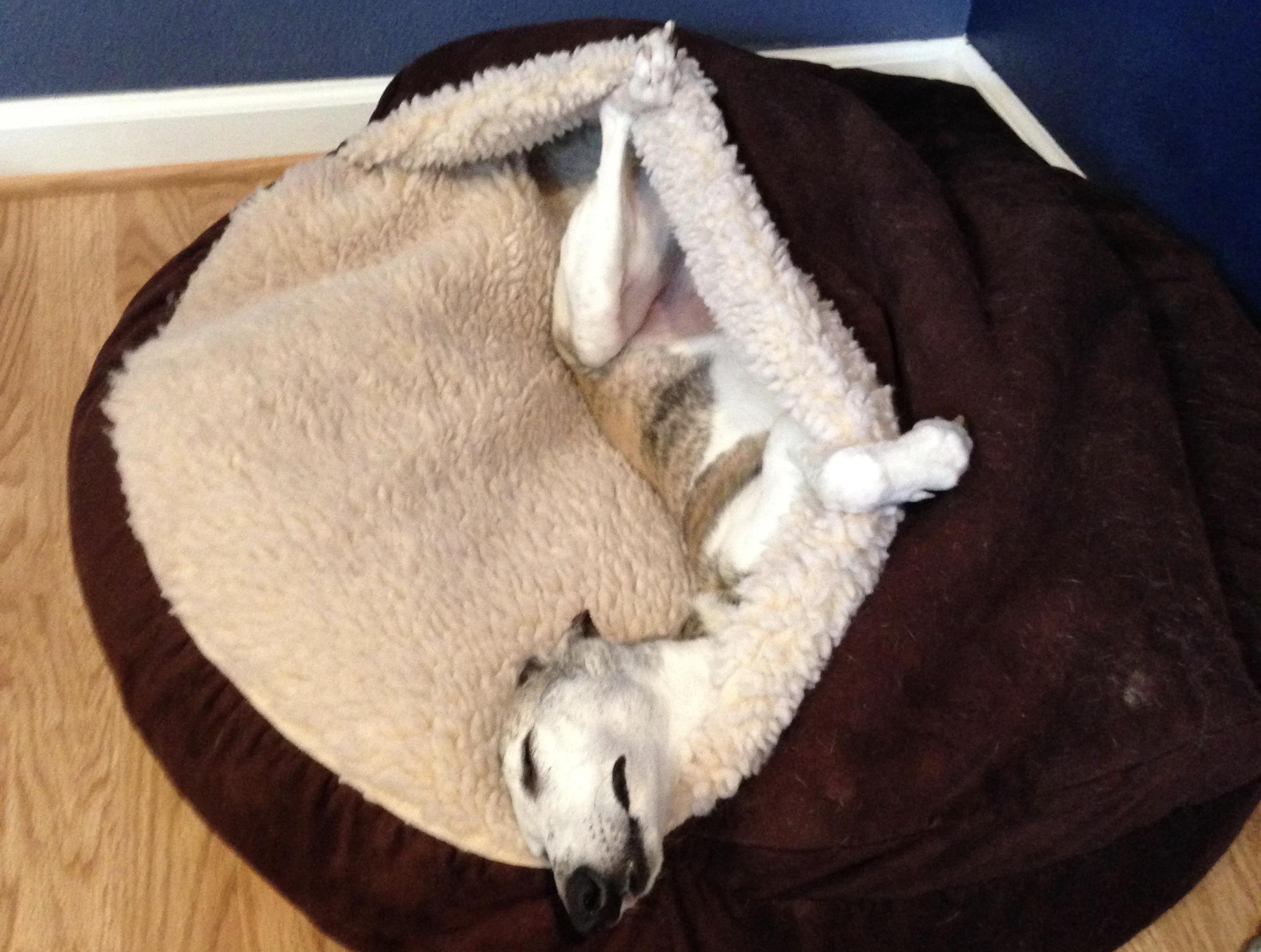 This is Stella Professional Bed Tester and durpy dog r/aww