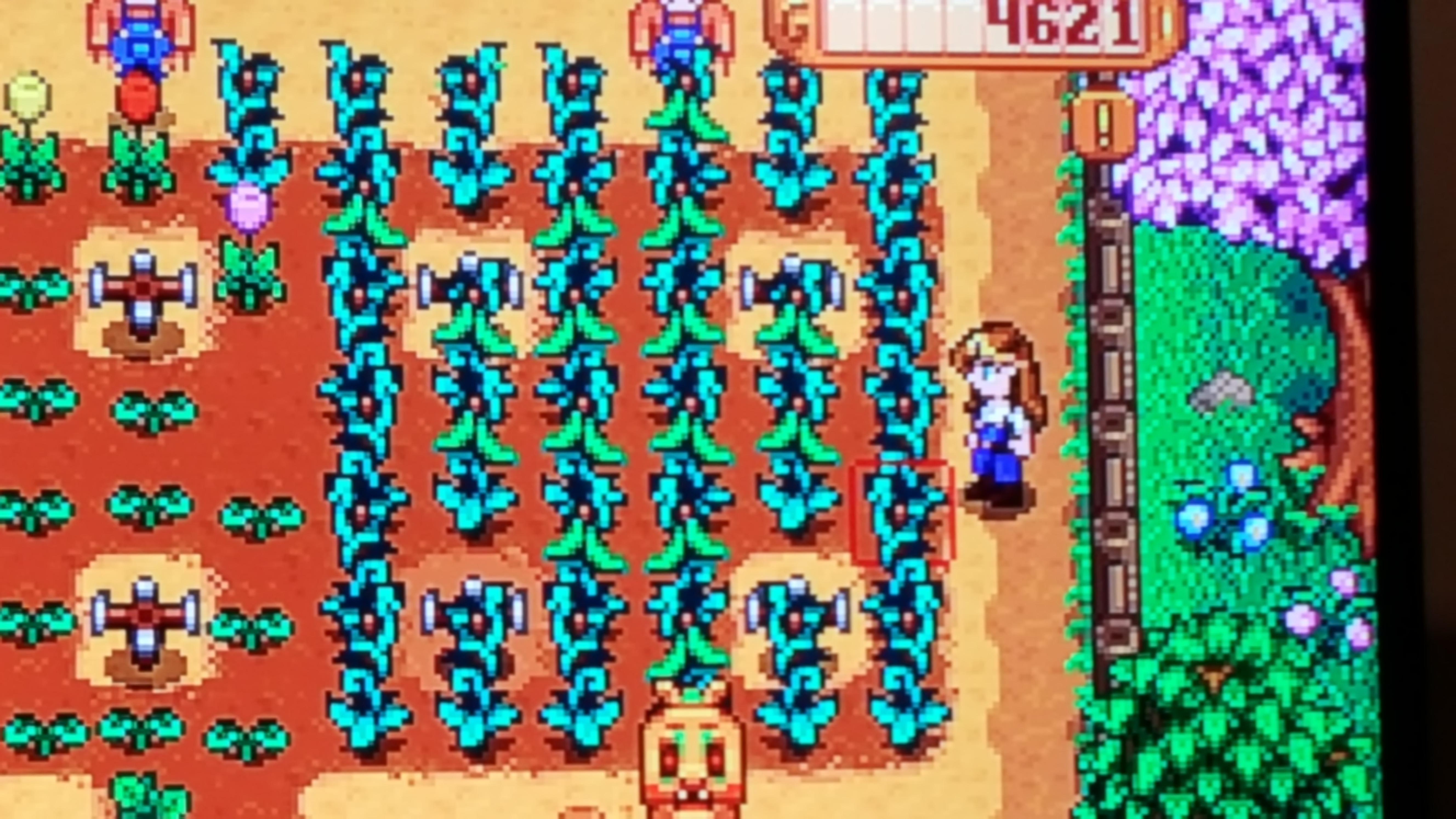 How do I harvest my inside beans? r/StardewValley