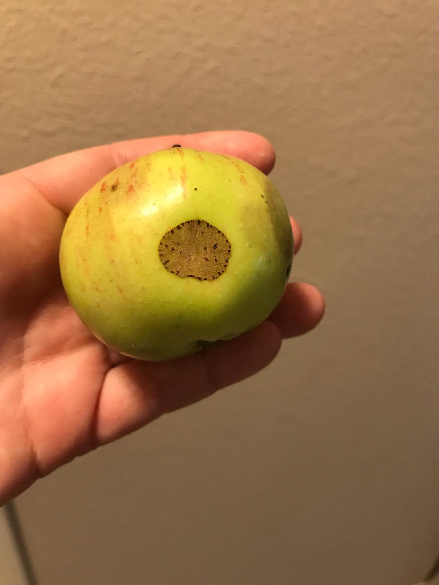 Can anyone identify what’s happening with my apple tree? (Zone 4, black