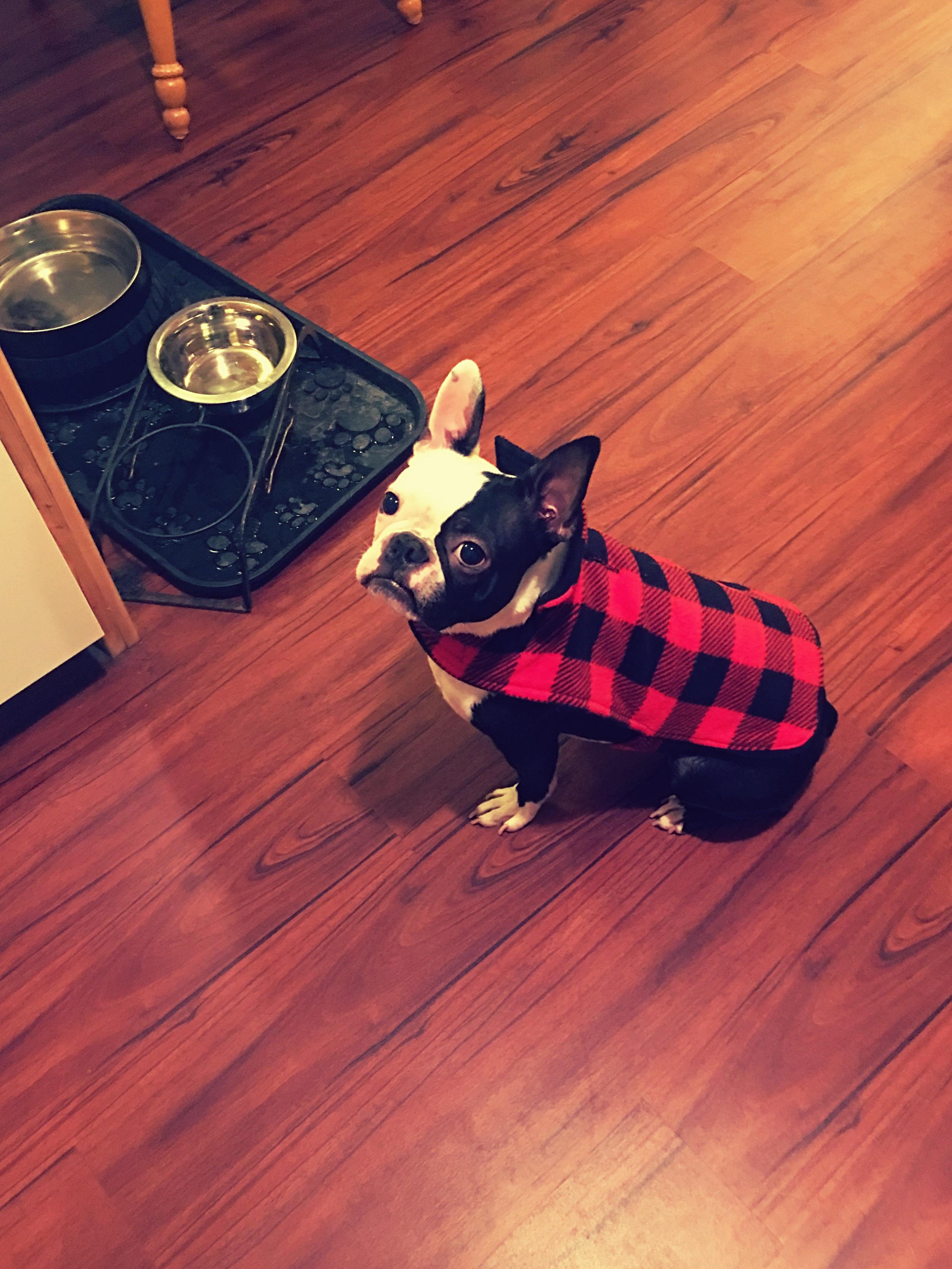 Boston Terrier got new sweater! r/aww